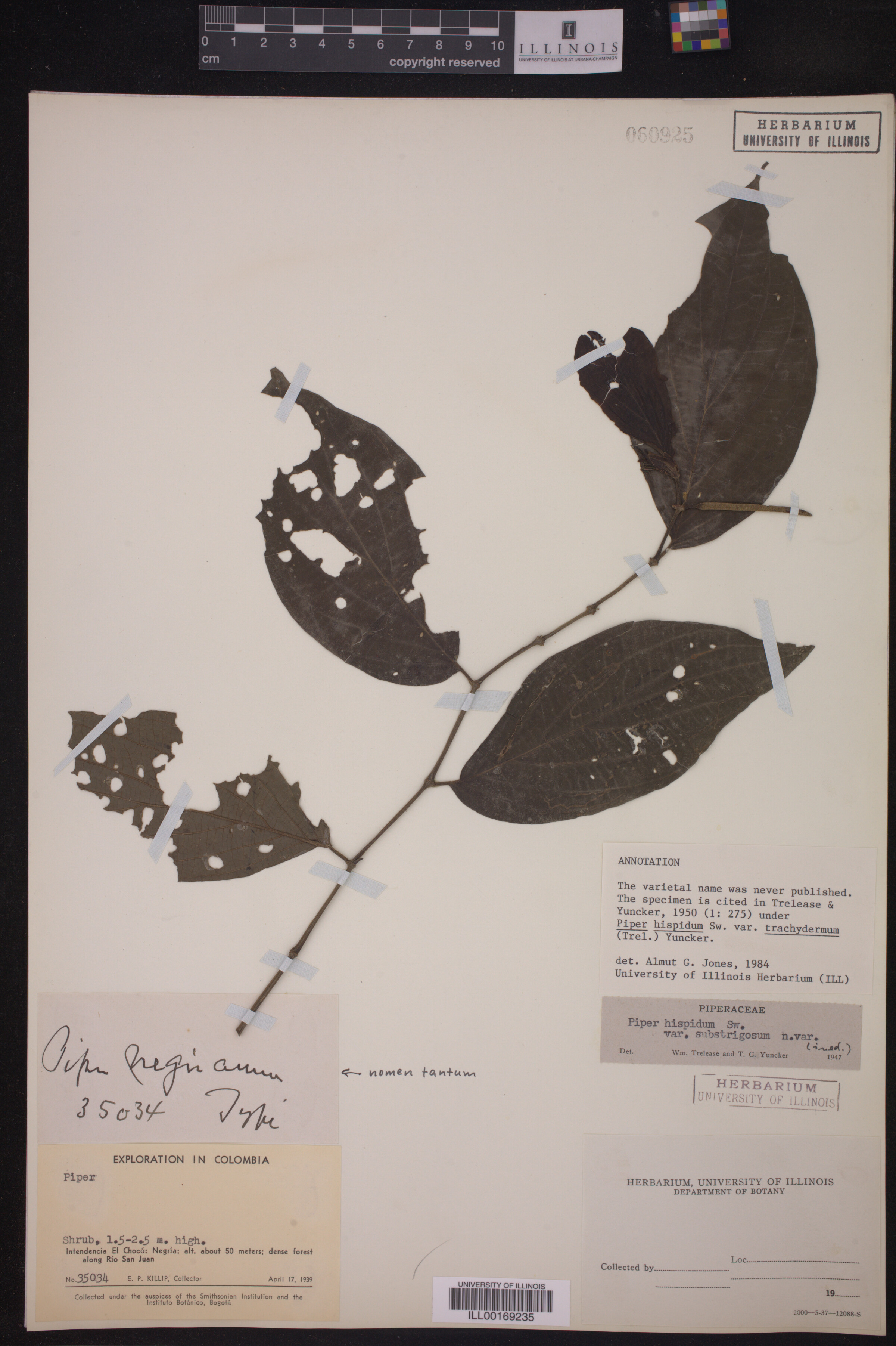 Piper hispidum image