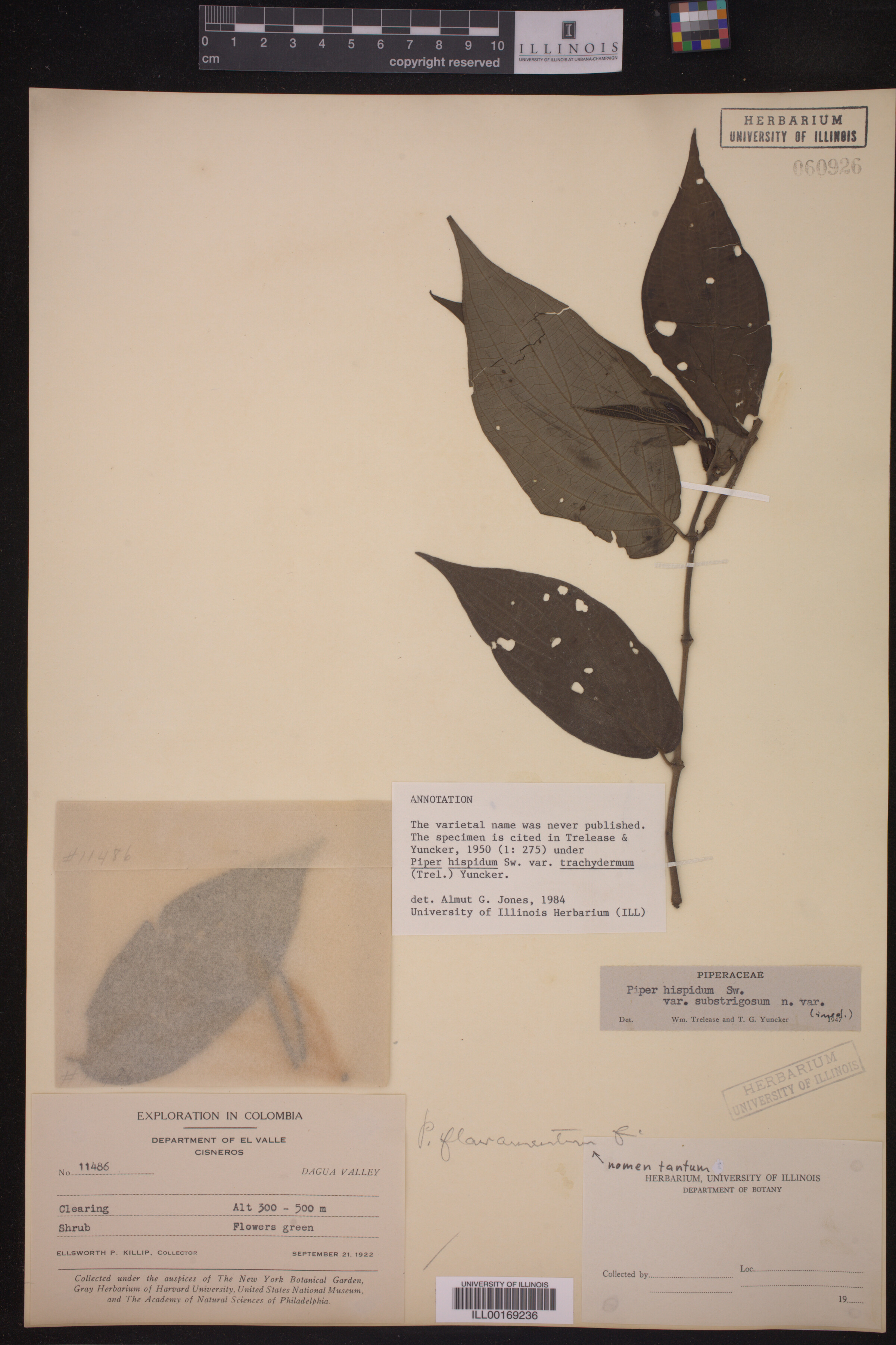 Piper hispidum image