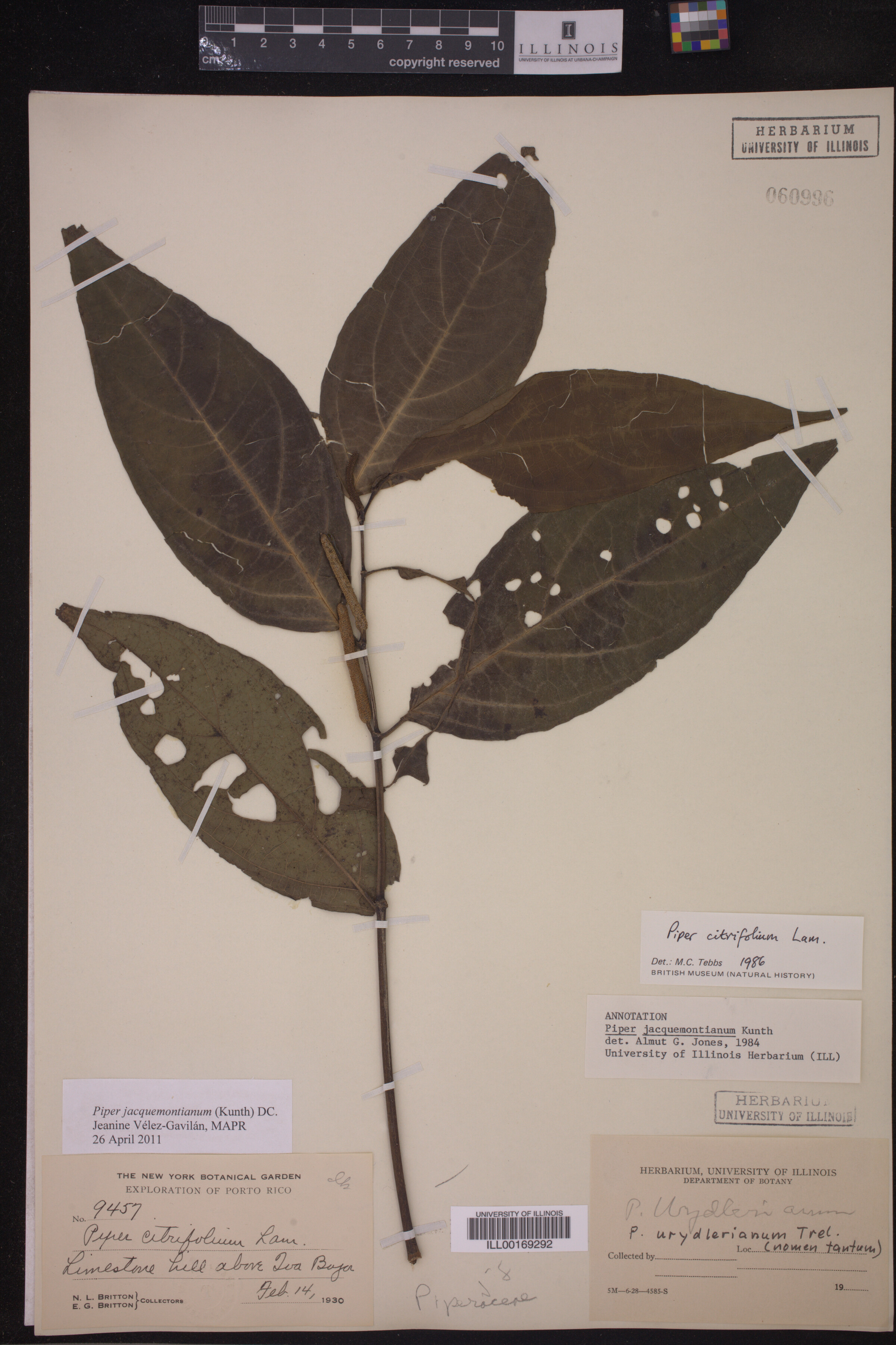 Piper jacquemontianum image