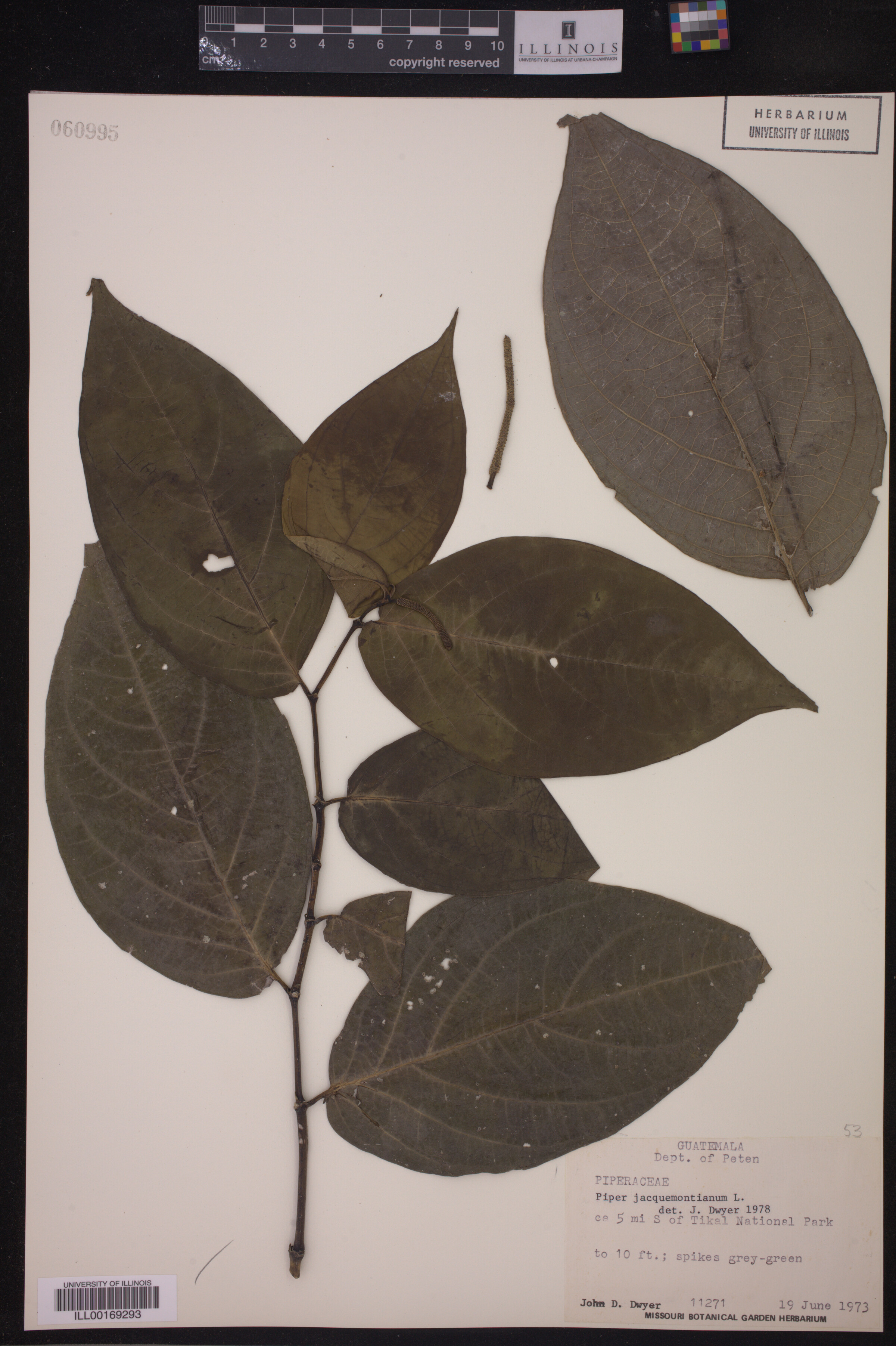 Piper jacquemontianum image