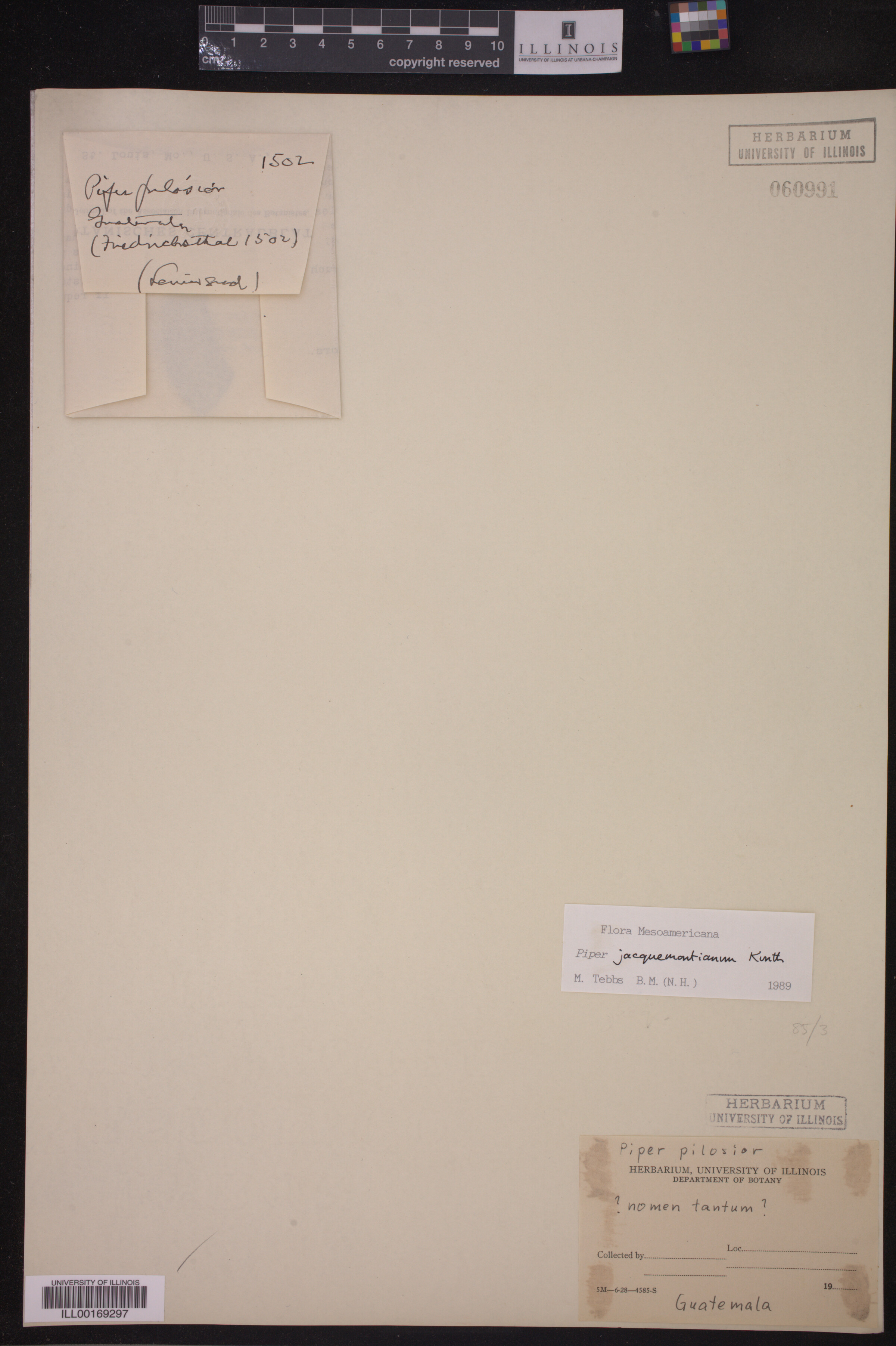 Piper jacquemontianum image