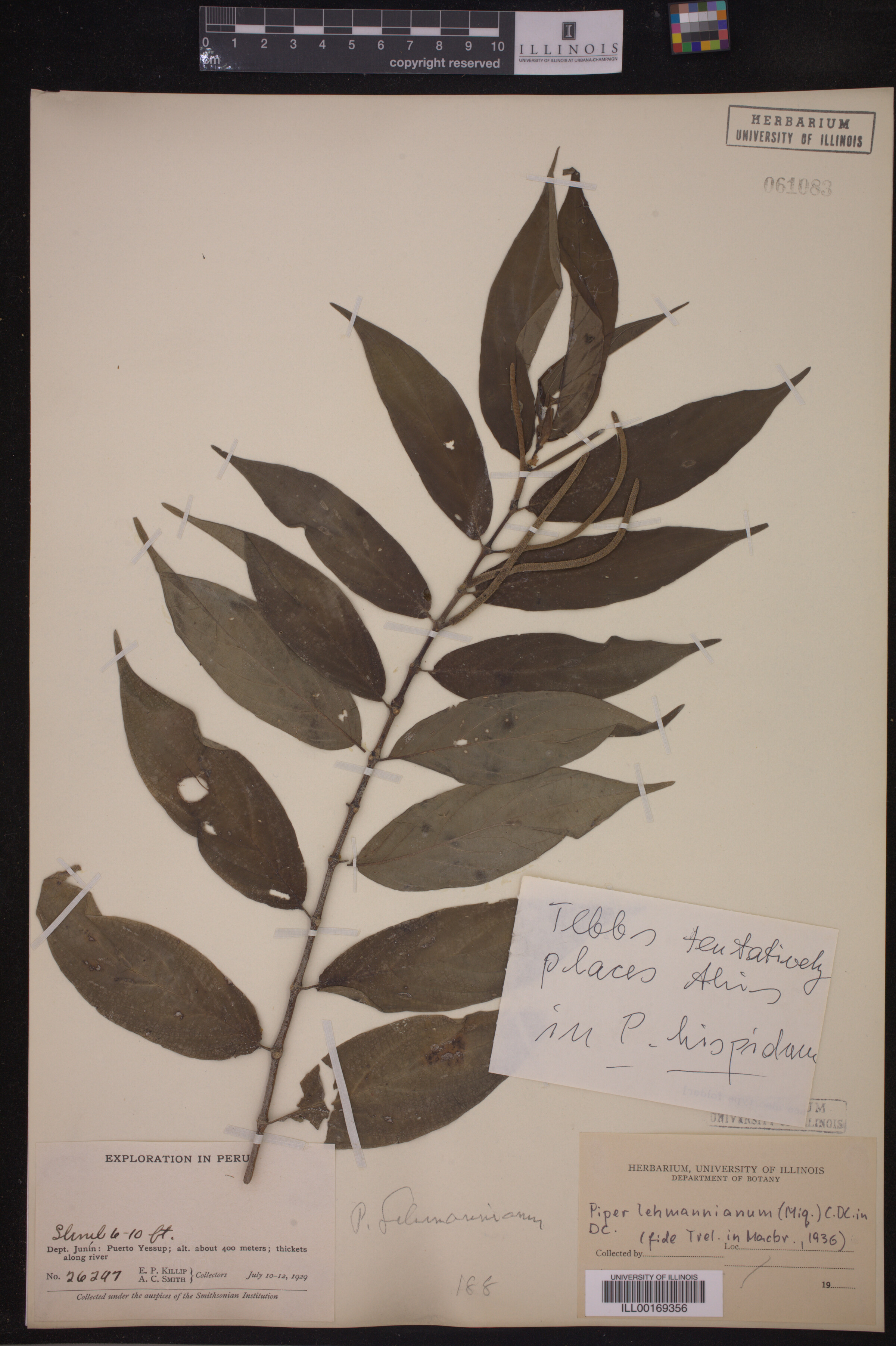 Piper hispidum image