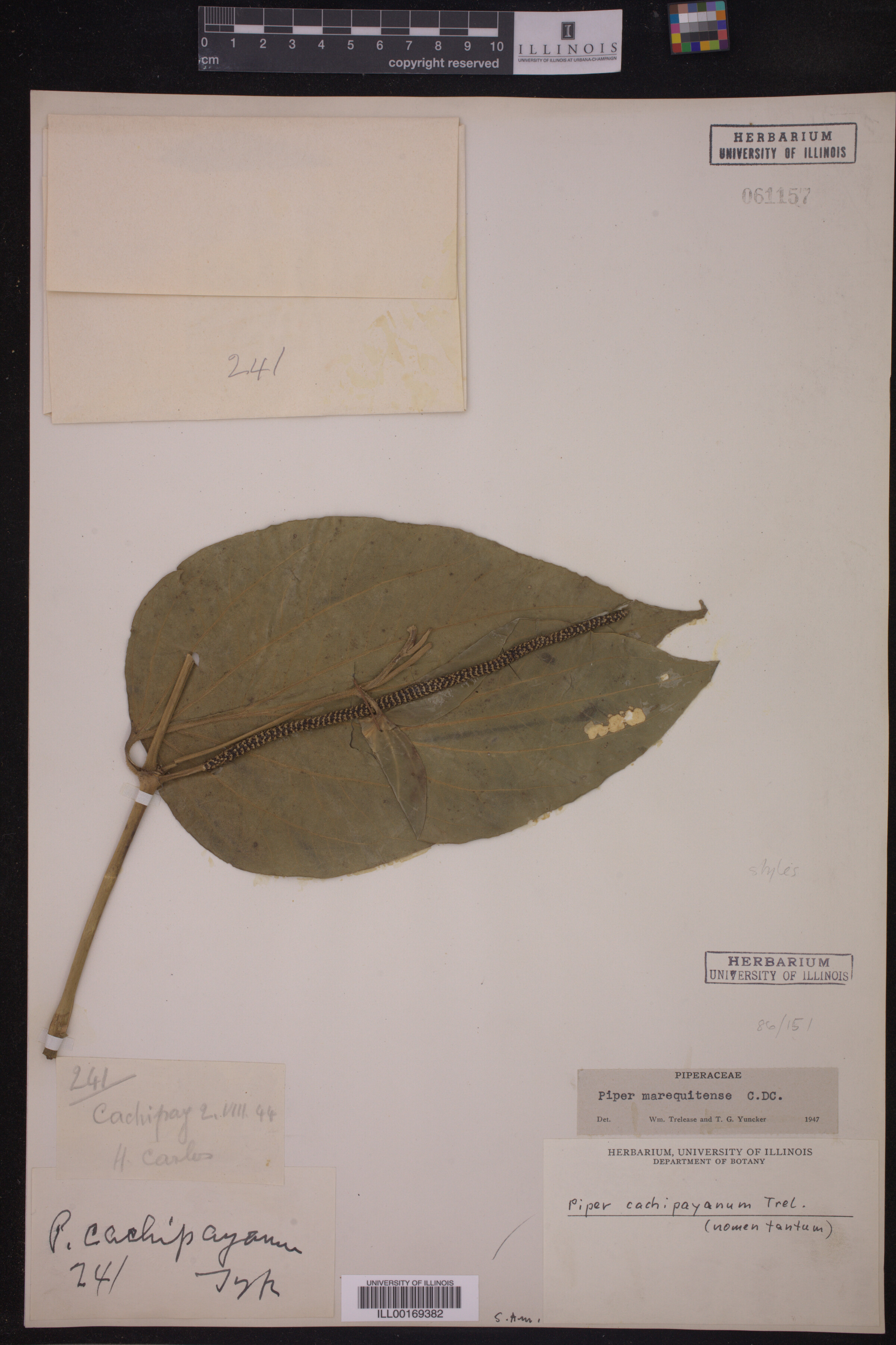 Piper marequitense image