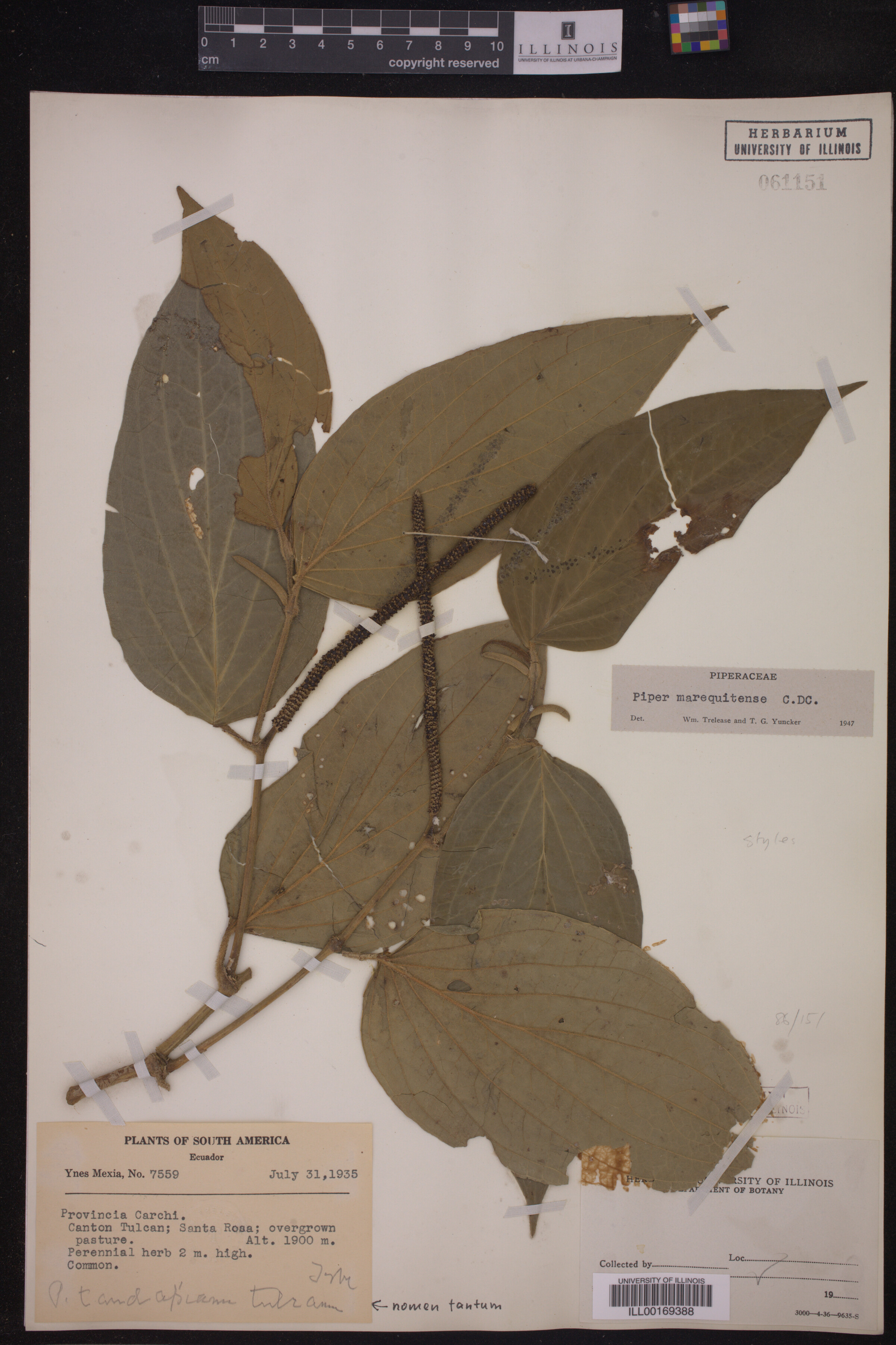 Piper marequitense image