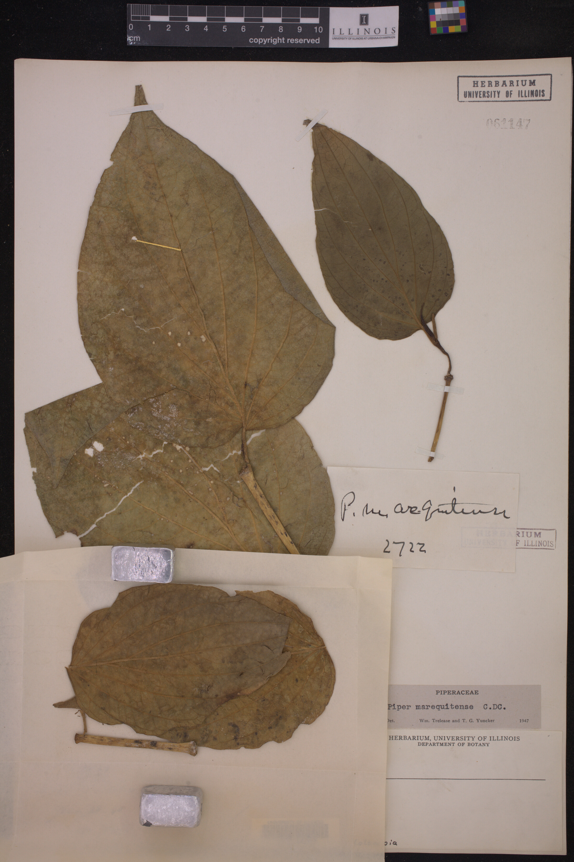 Piper marequitense image