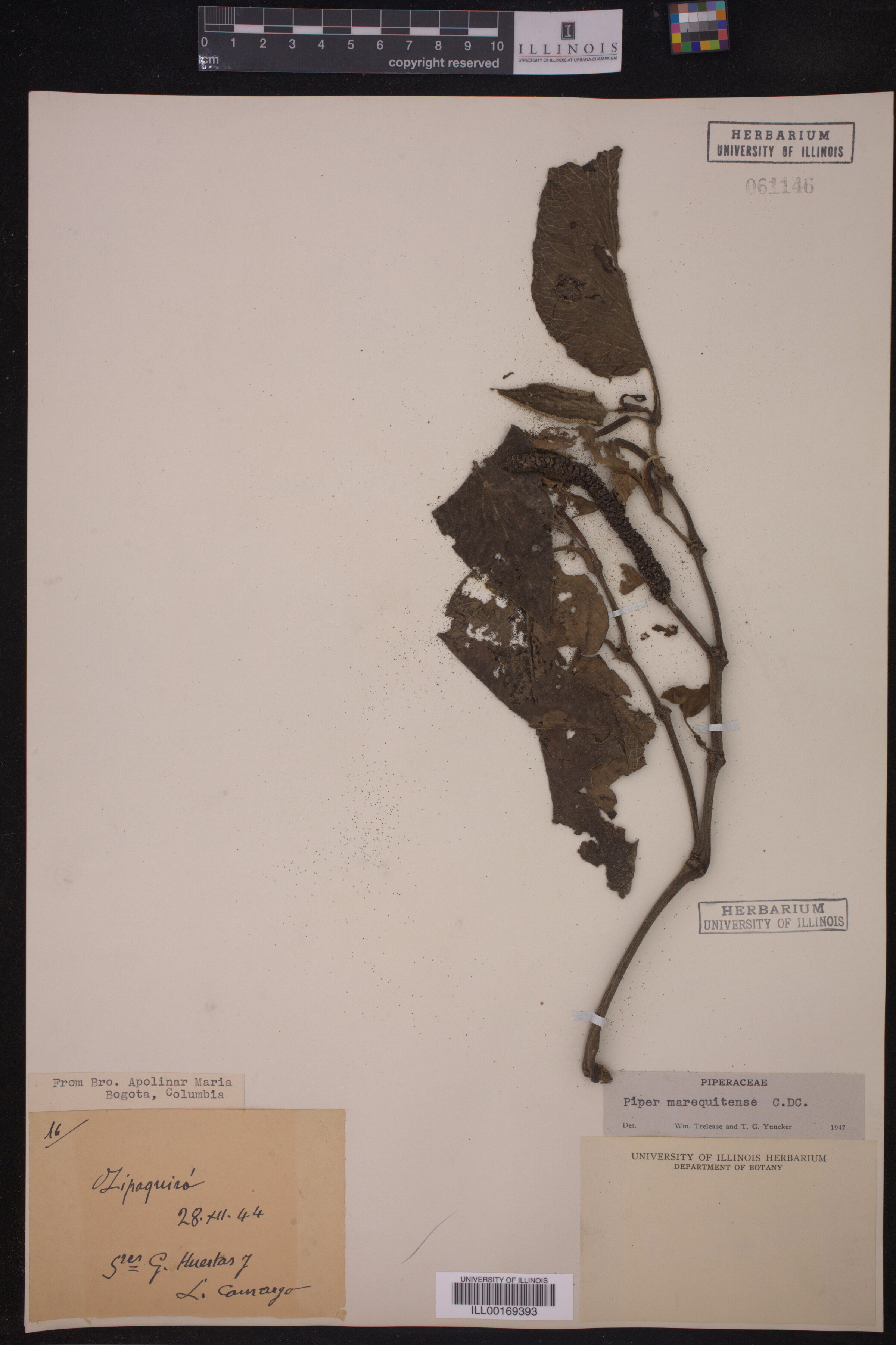 Piper marequitense image