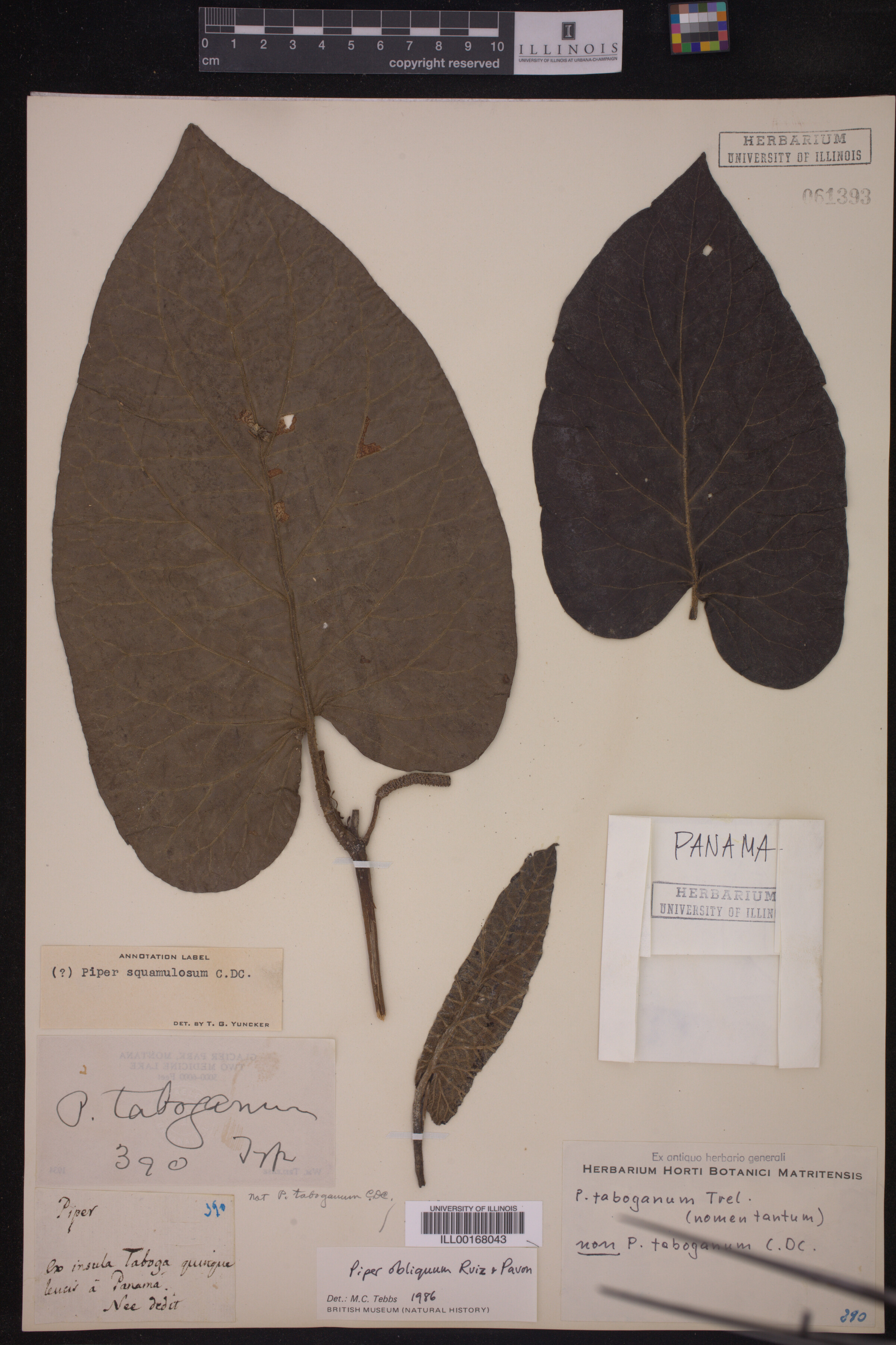 Piper squamulosum image