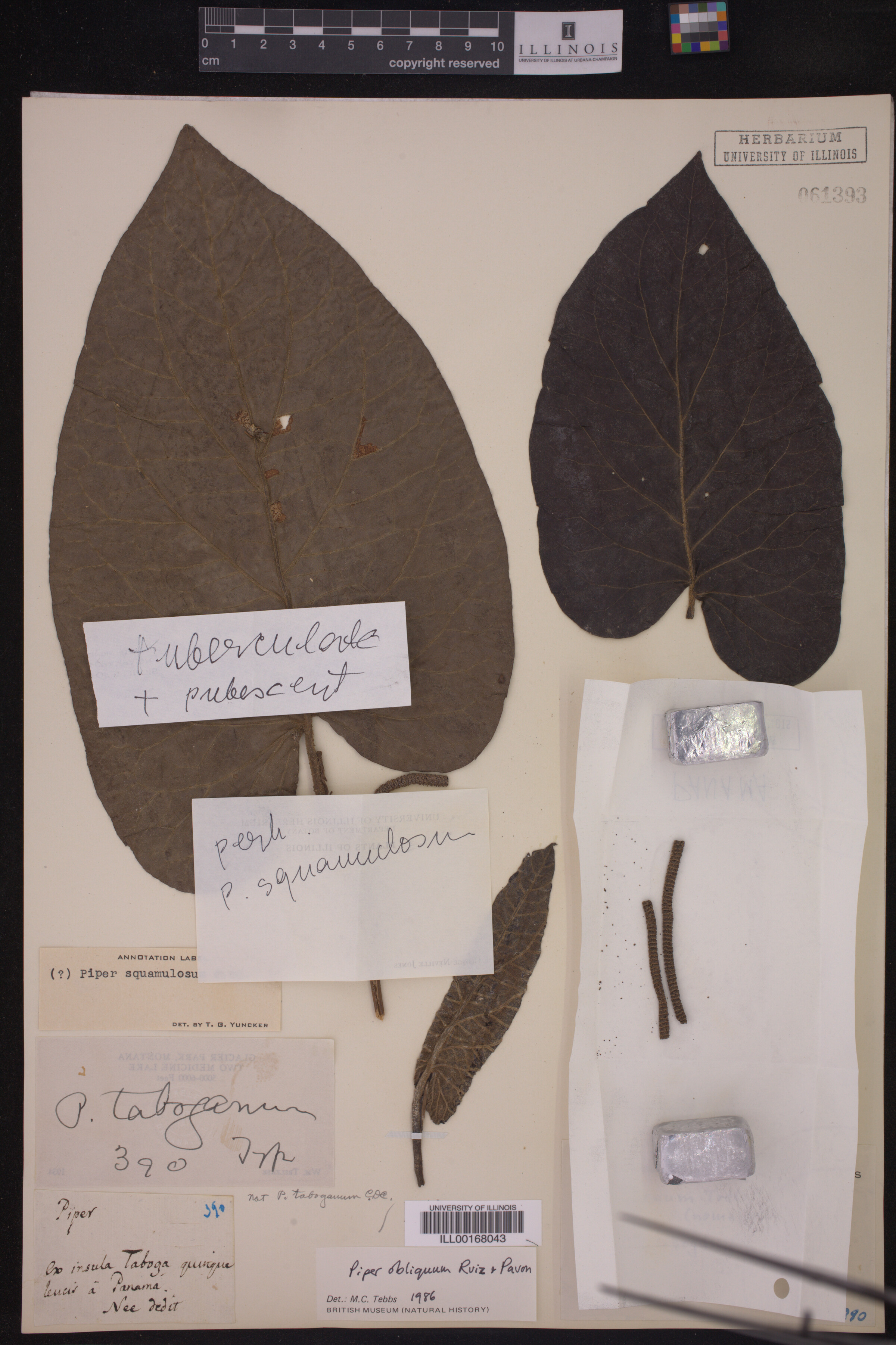 Piper squamulosum image
