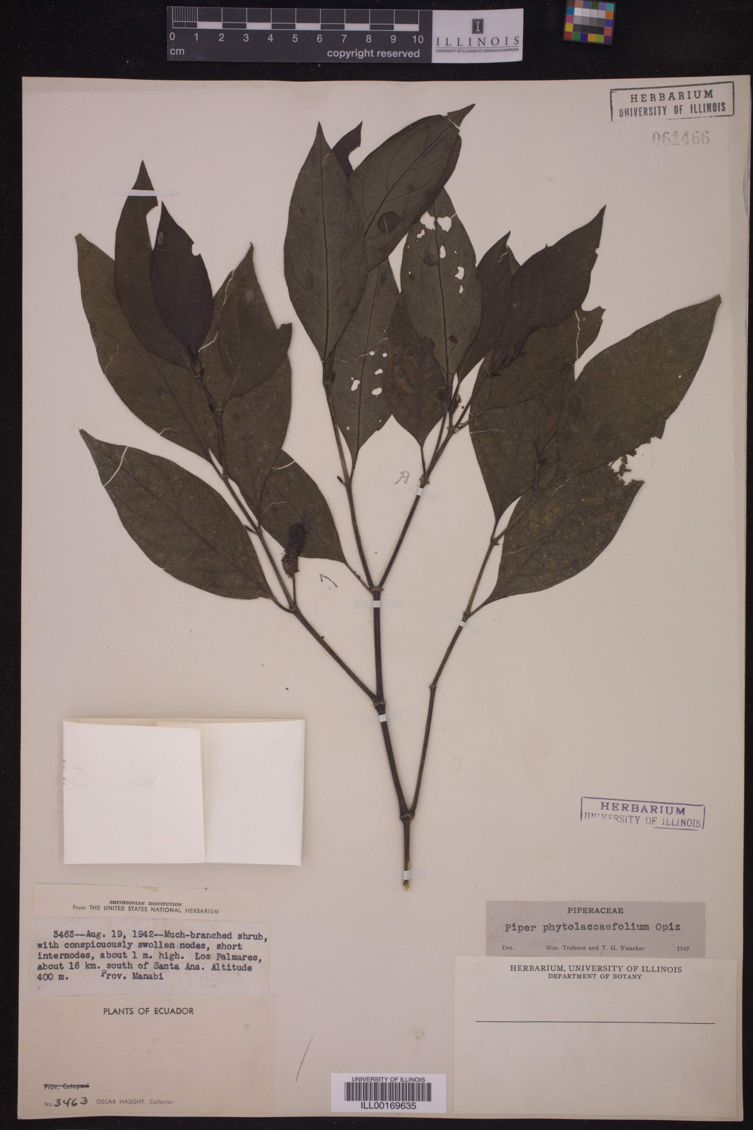 Piper phytolaccaefolium image