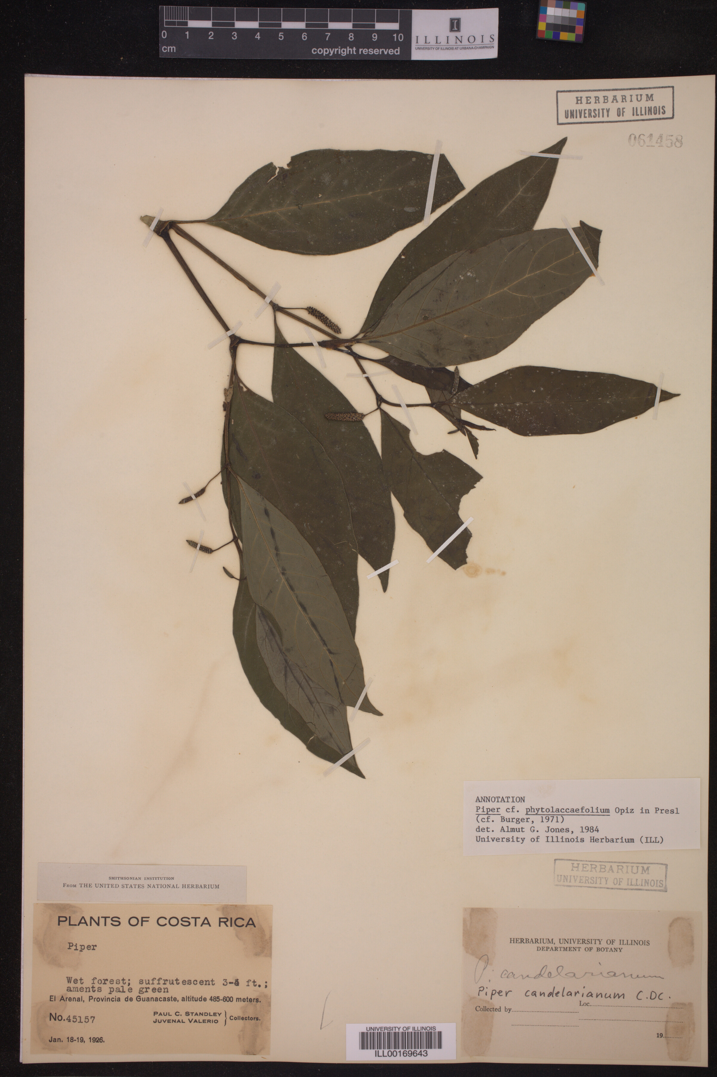 Piper phytolaccaefolium image