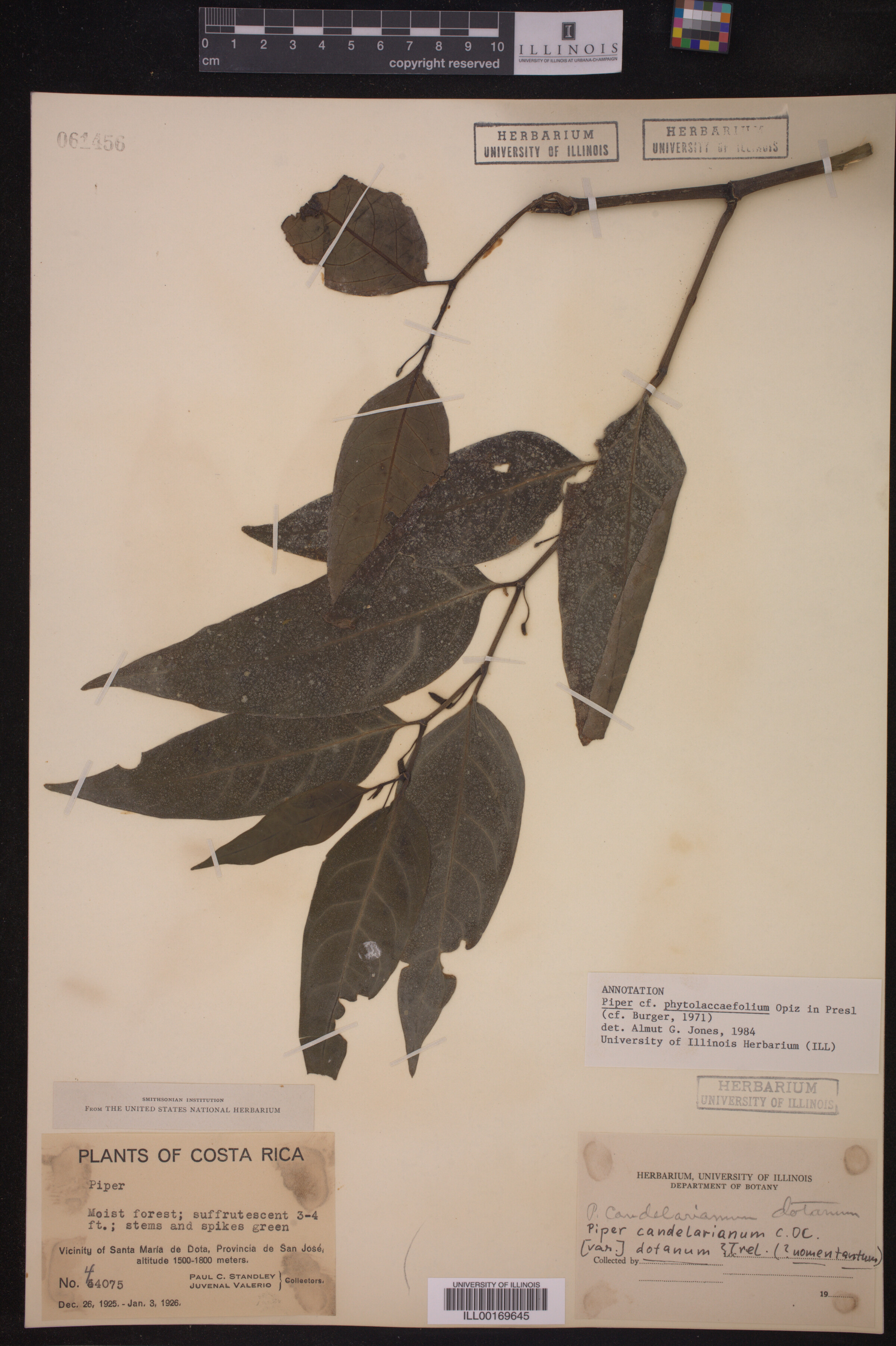 Piper phytolaccaefolium image
