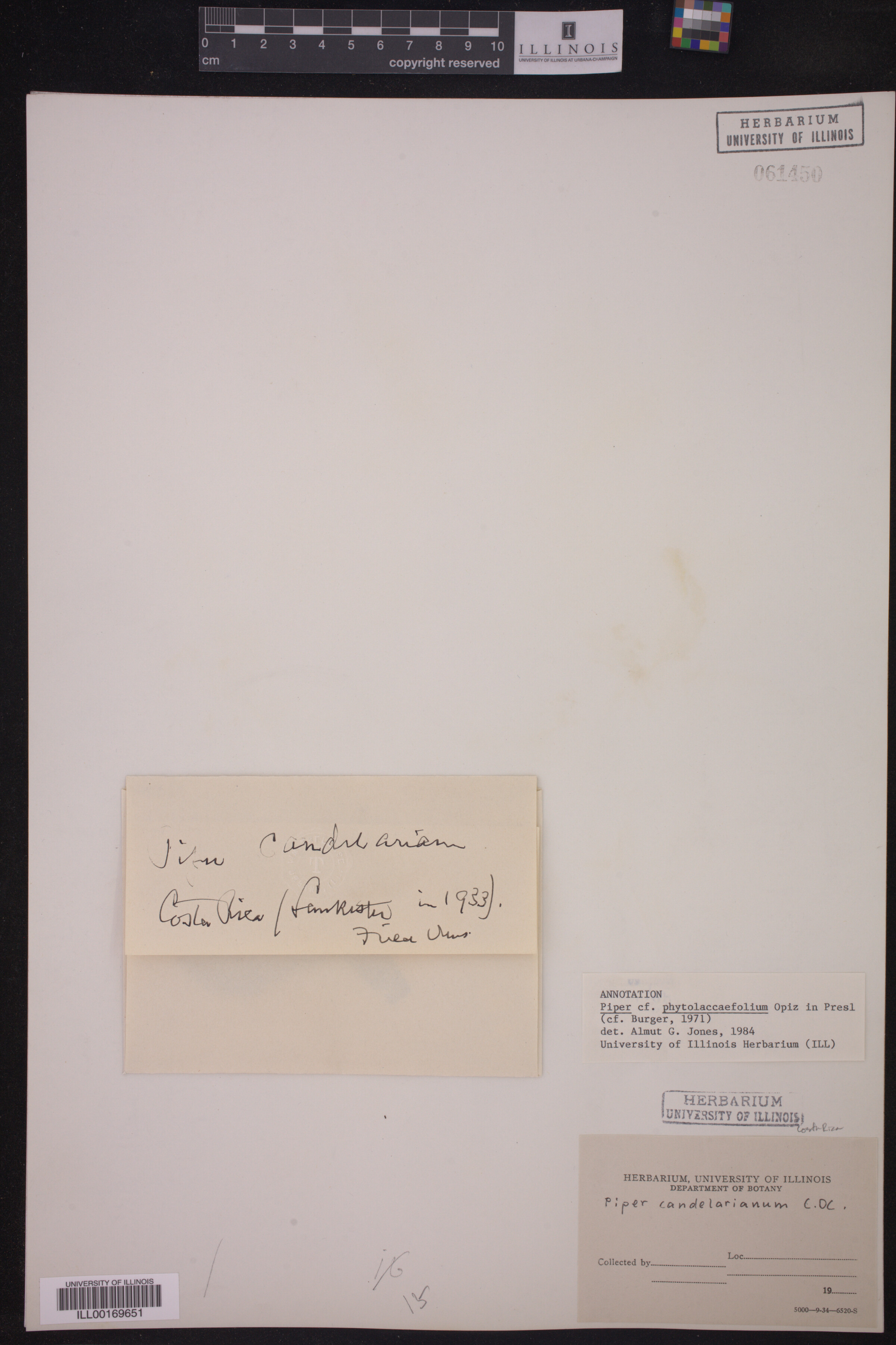 Piper phytolaccaefolium image