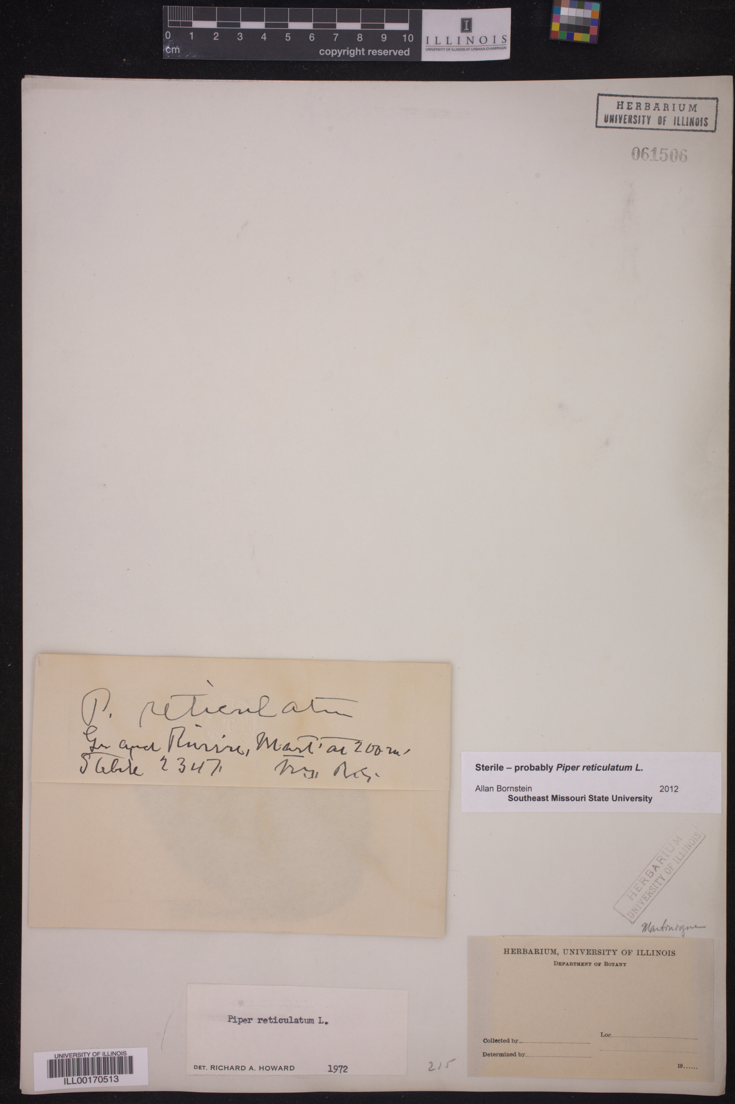 Piper reticulatum image