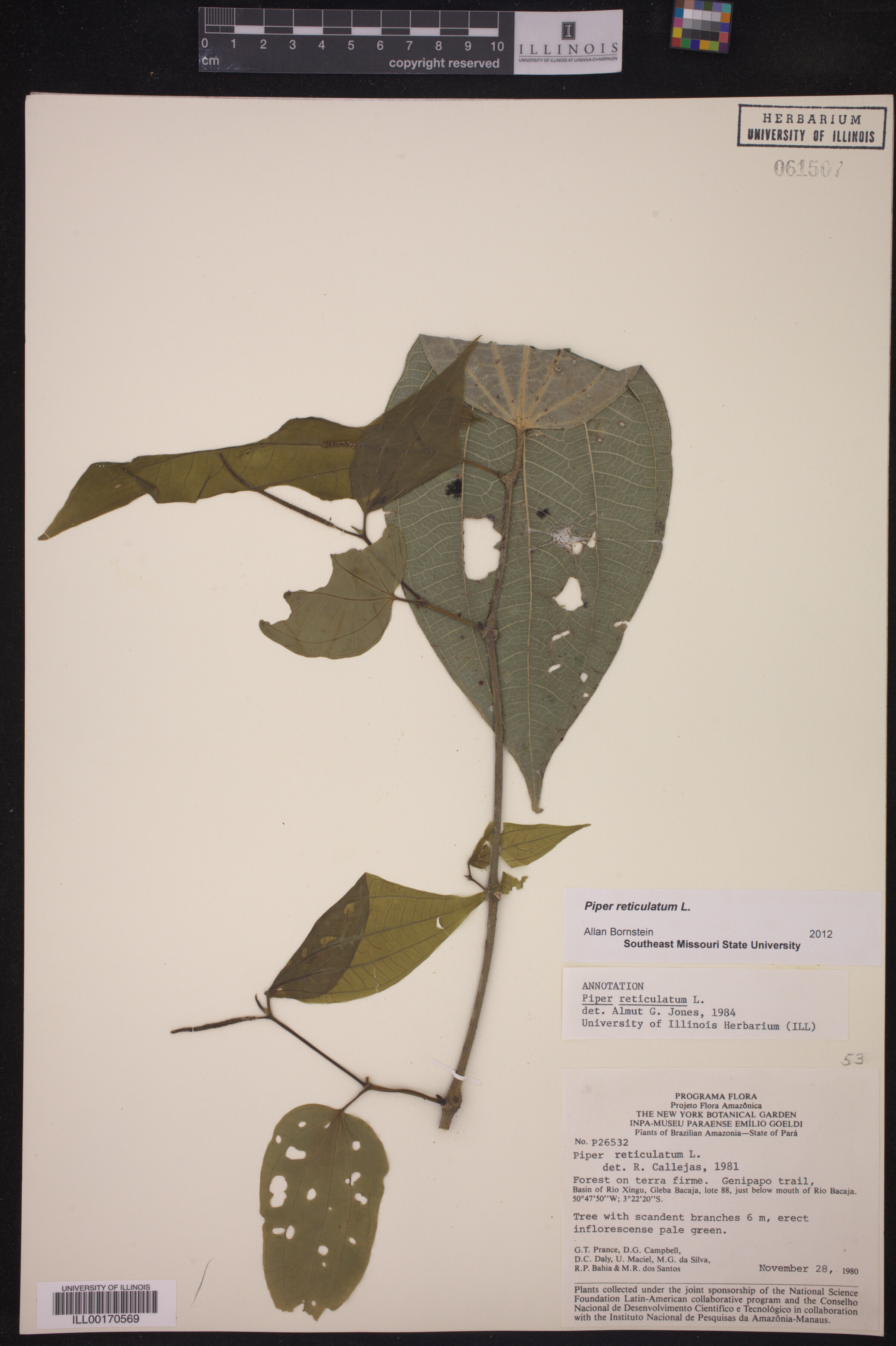 Piper reticulatum image