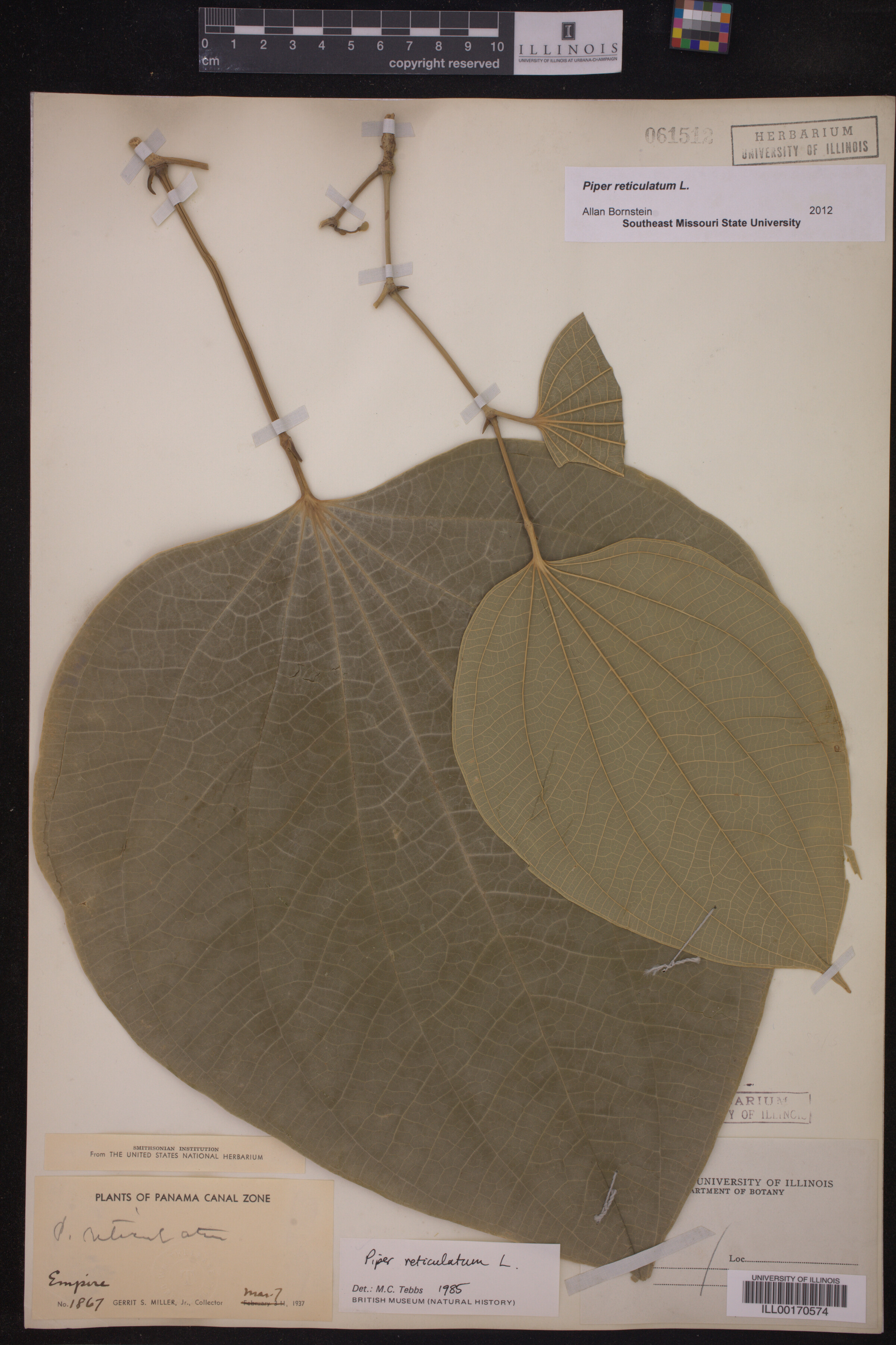 Piper reticulatum image