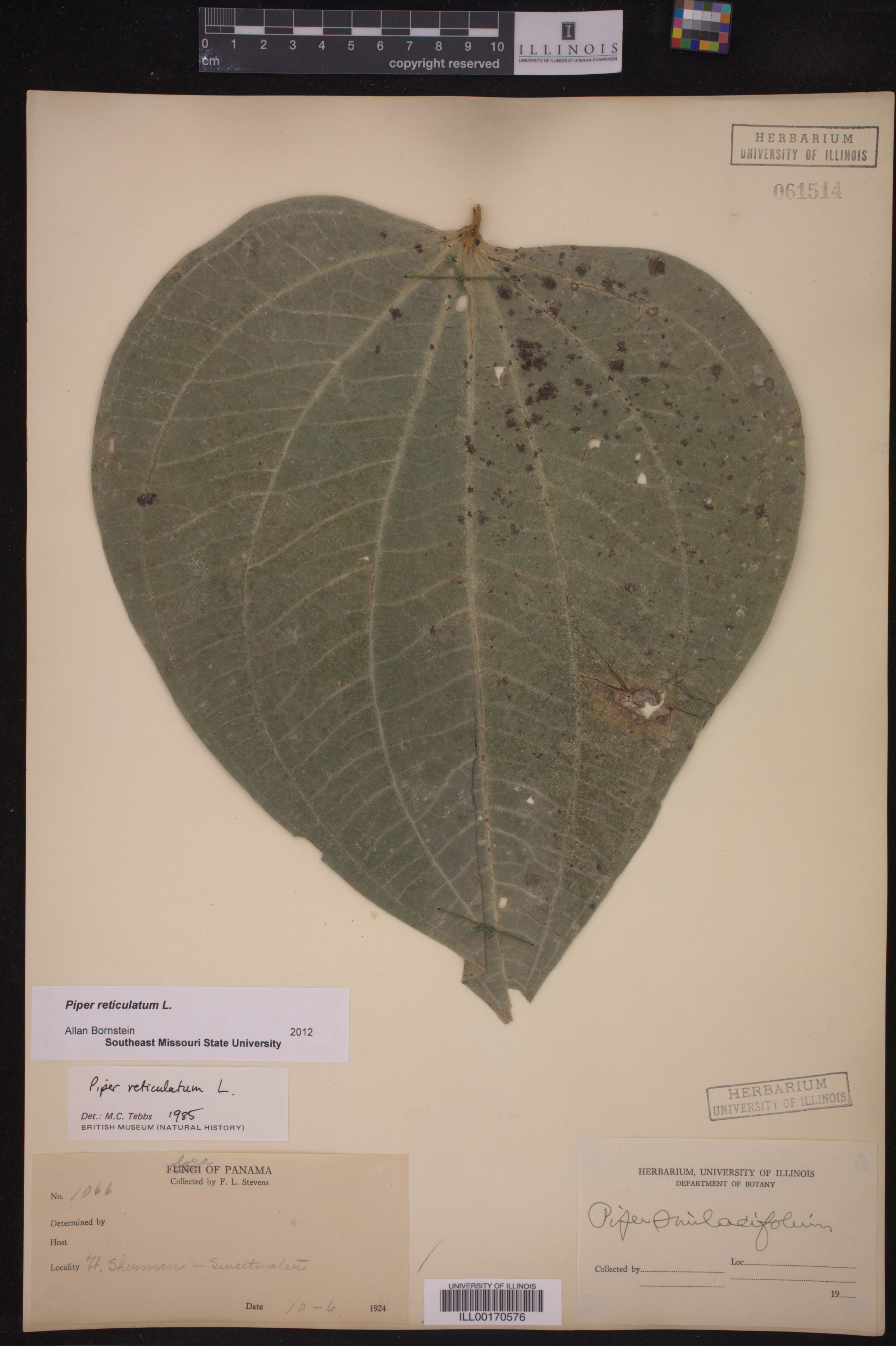 Piper reticulatum image