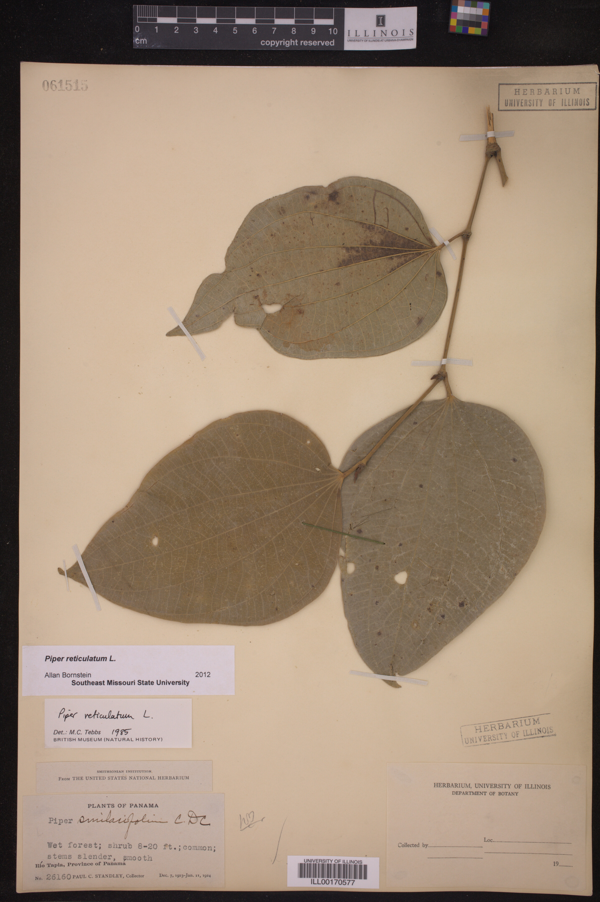 Piper reticulatum image