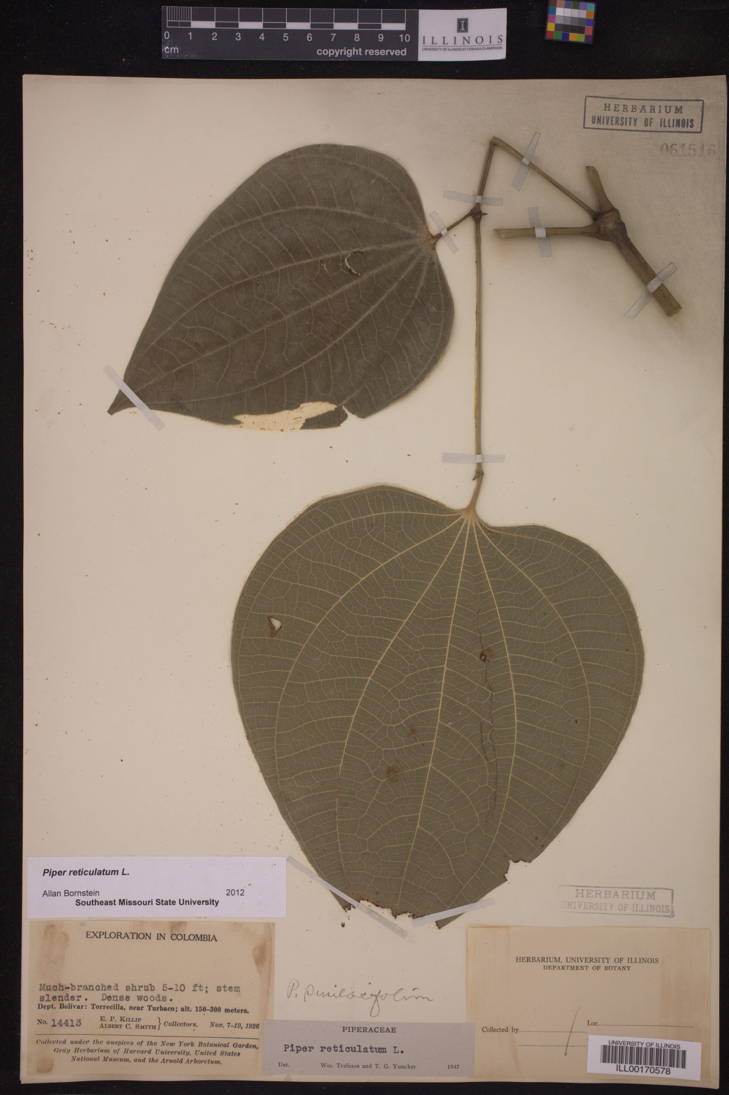Piper reticulatum image