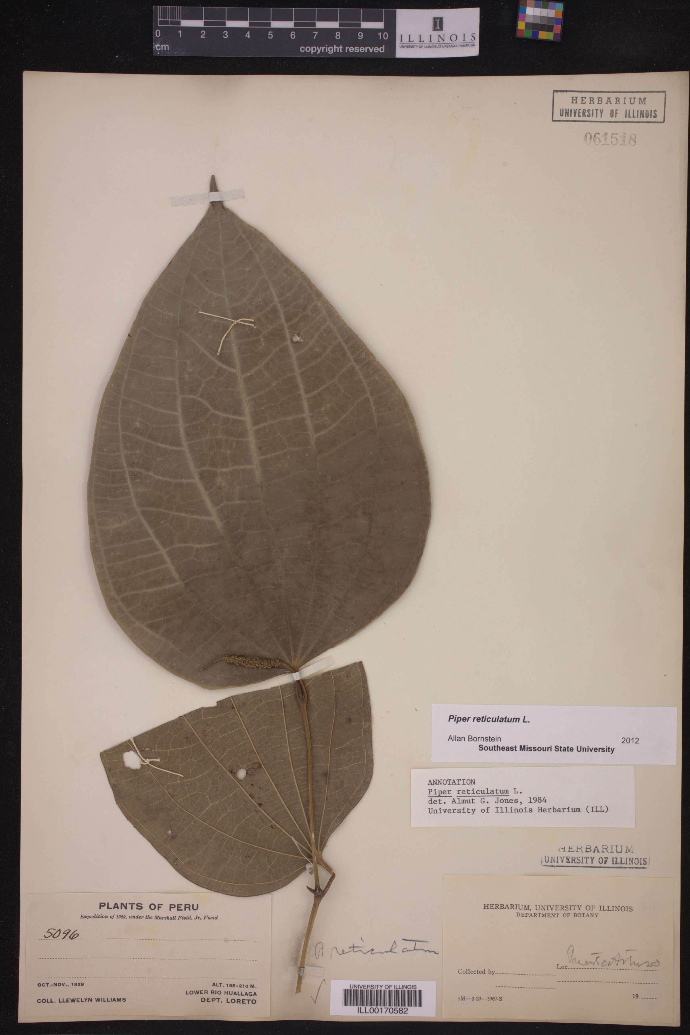 Piper reticulatum image