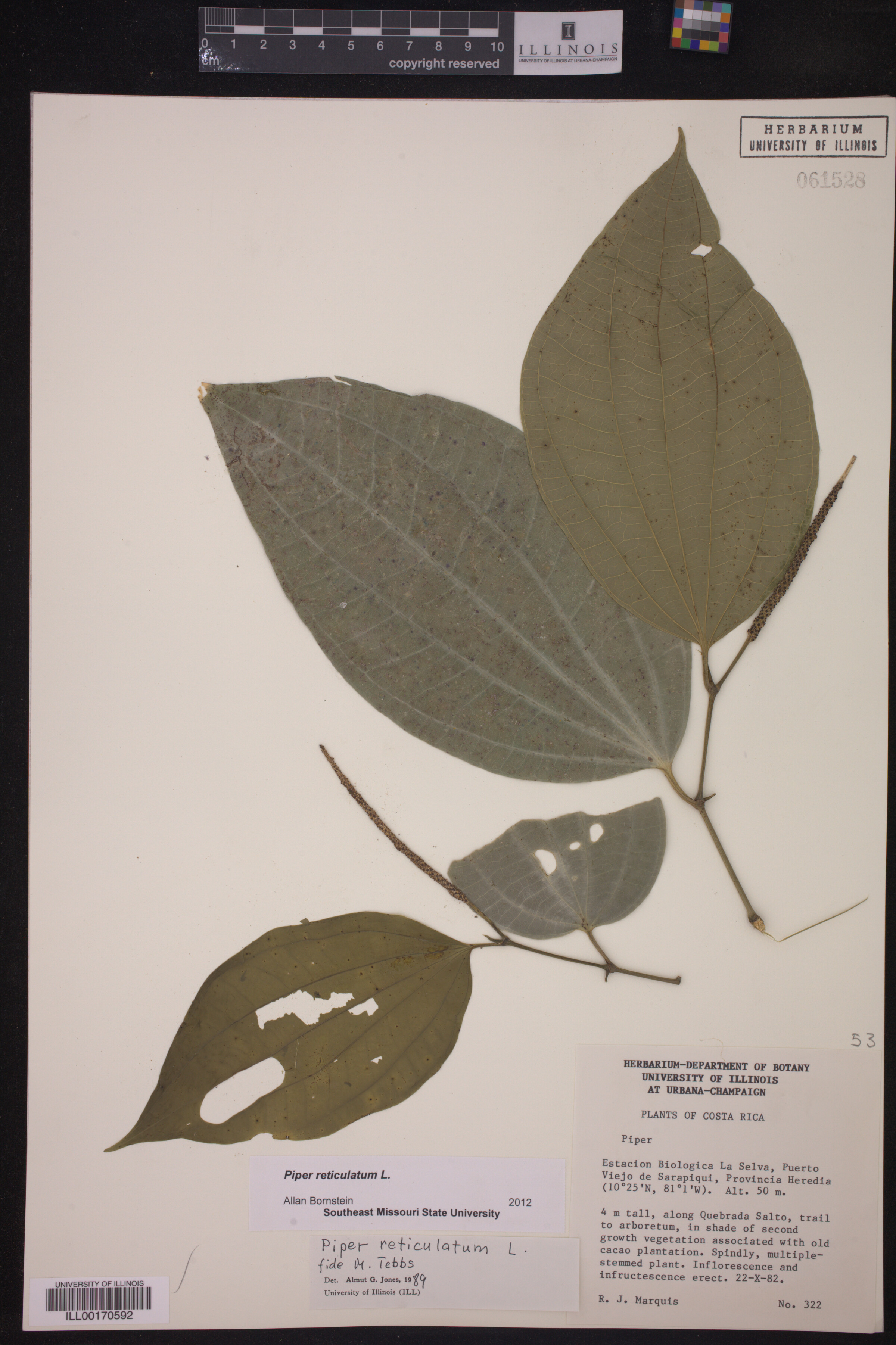 Piper reticulatum image