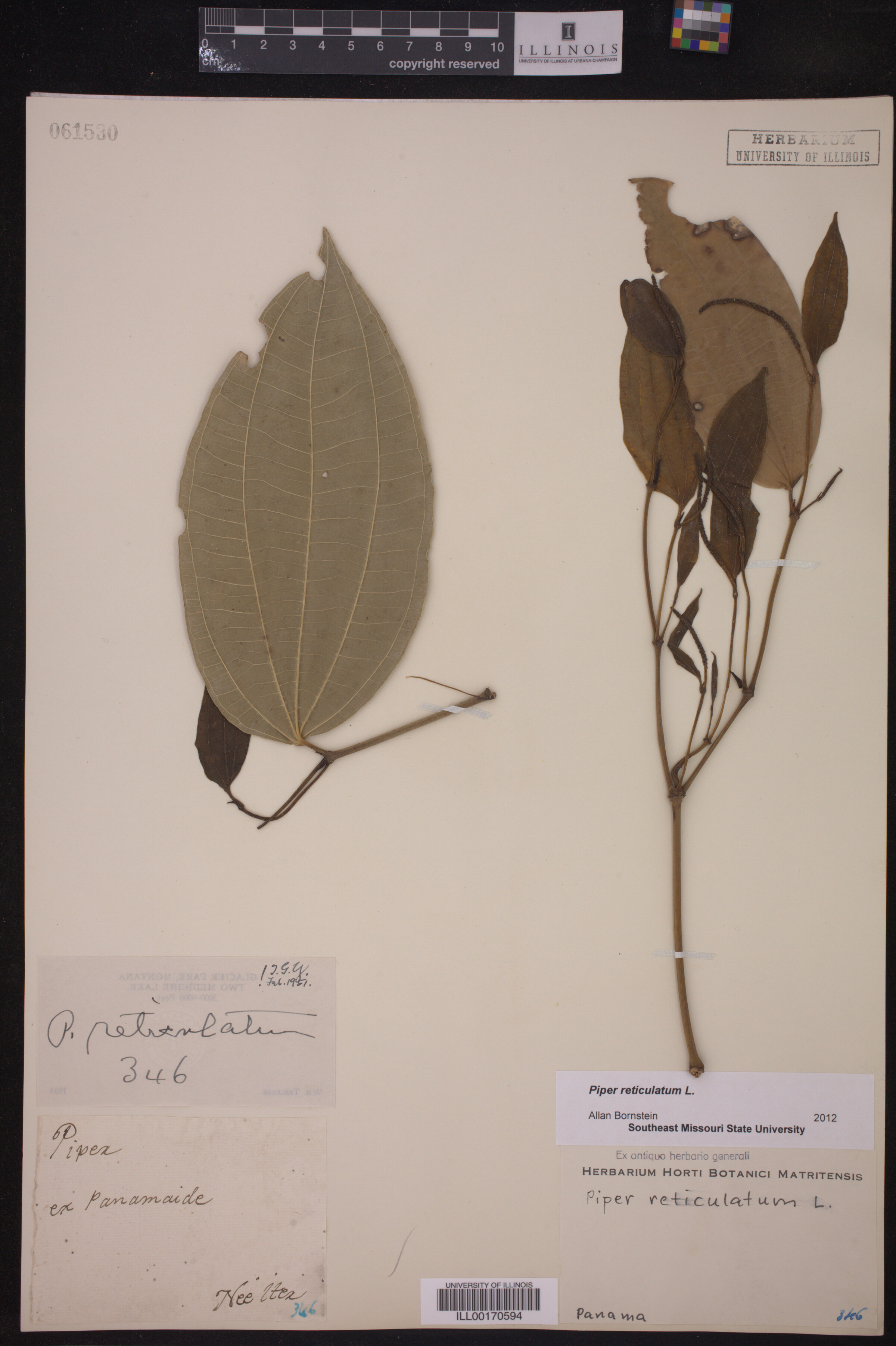 Piper reticulatum image