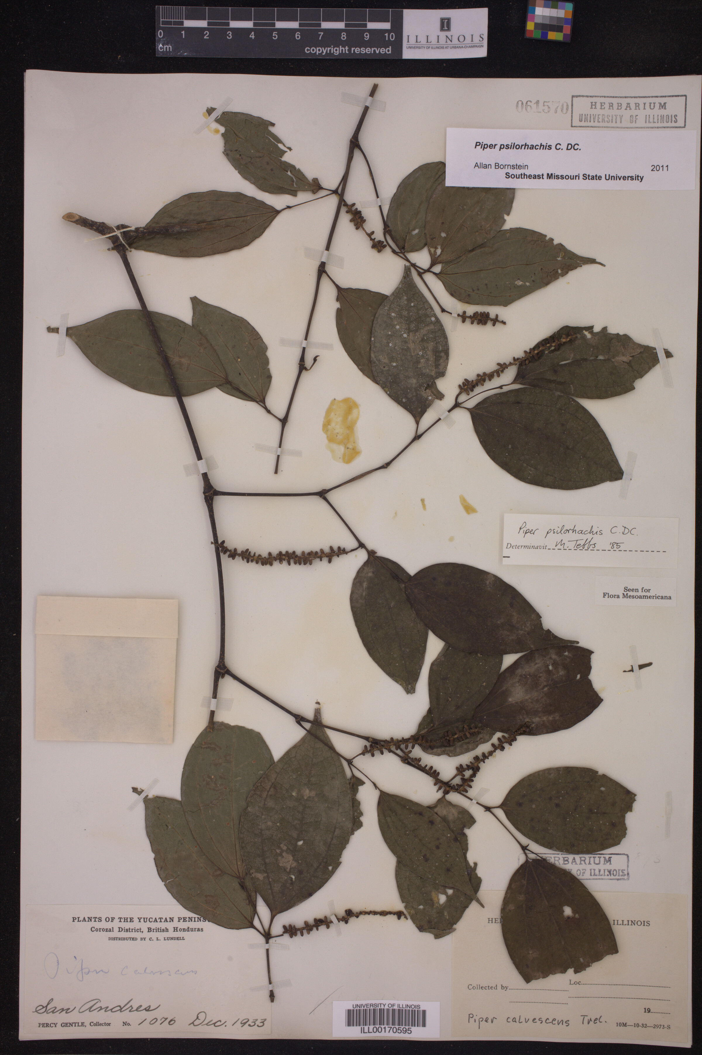Piper psilorhachis image