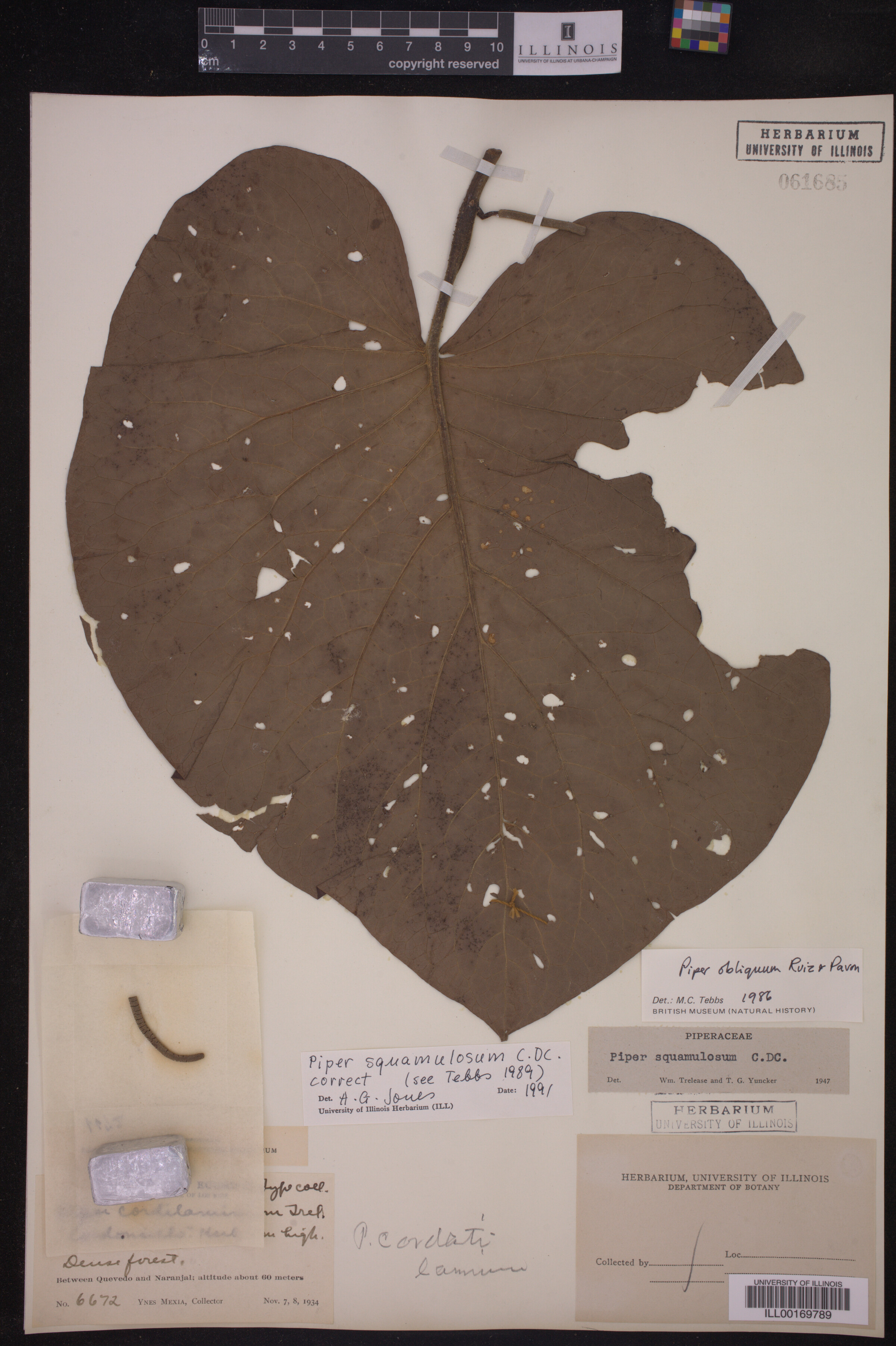 Piper squamulosum image