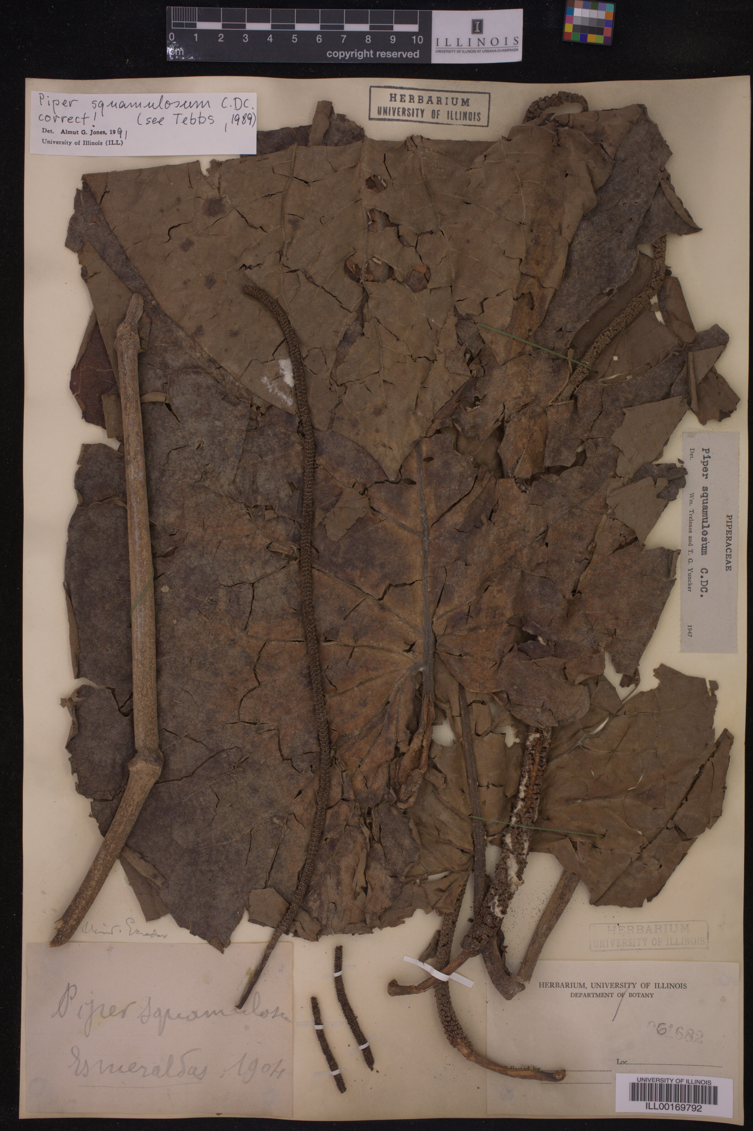 Piper squamulosum image