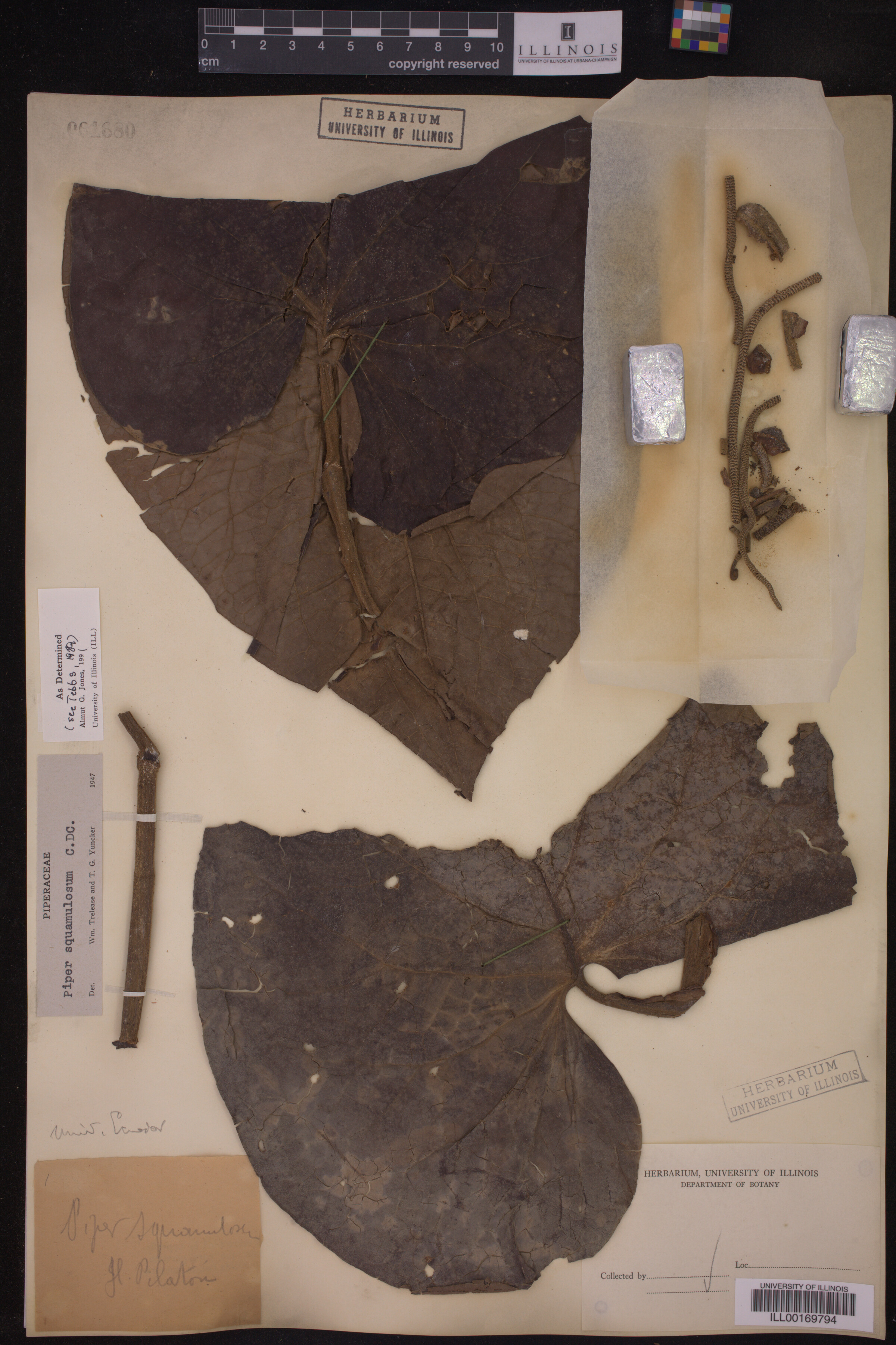 Piper squamulosum image