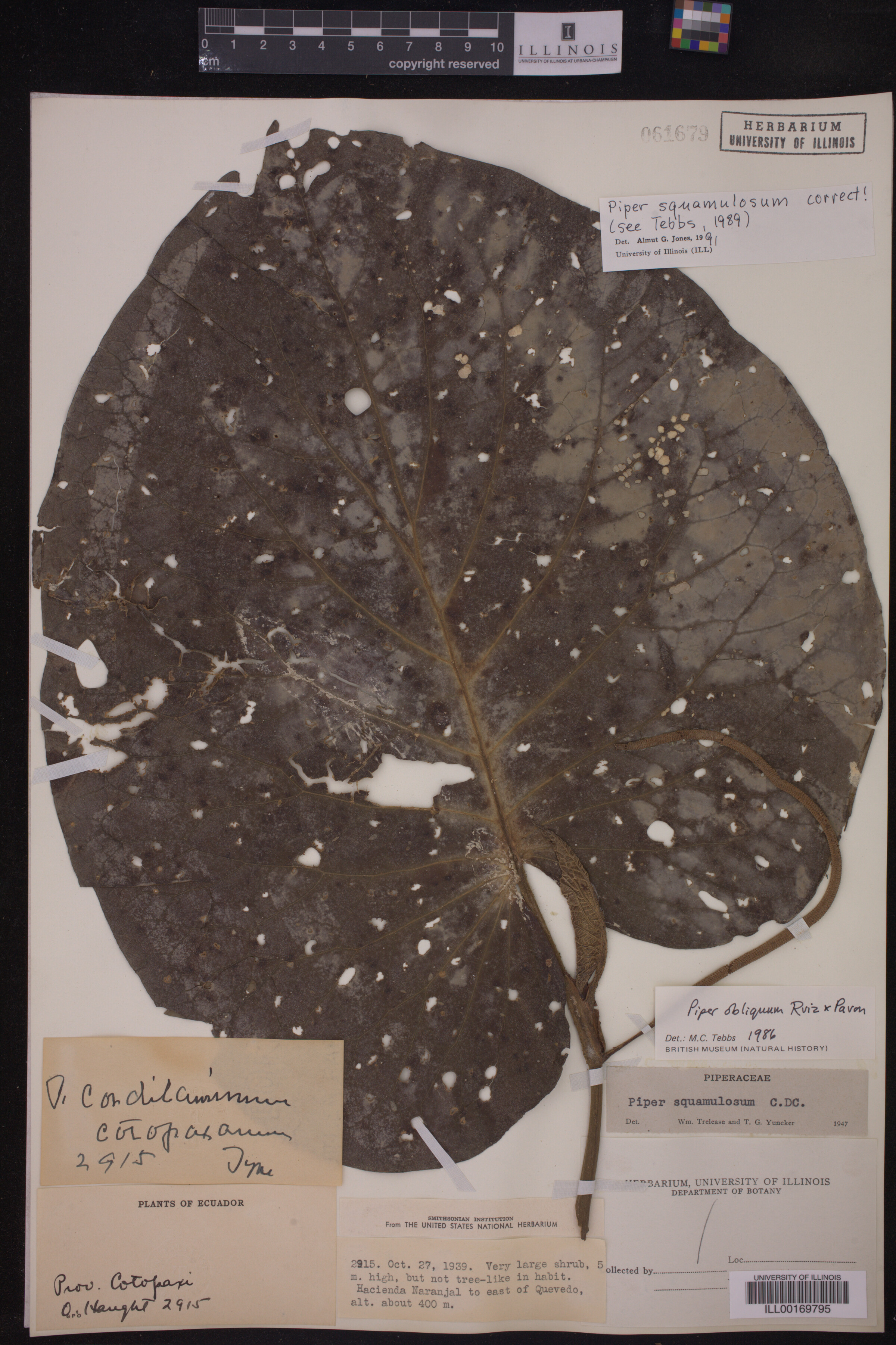 Piper squamulosum image