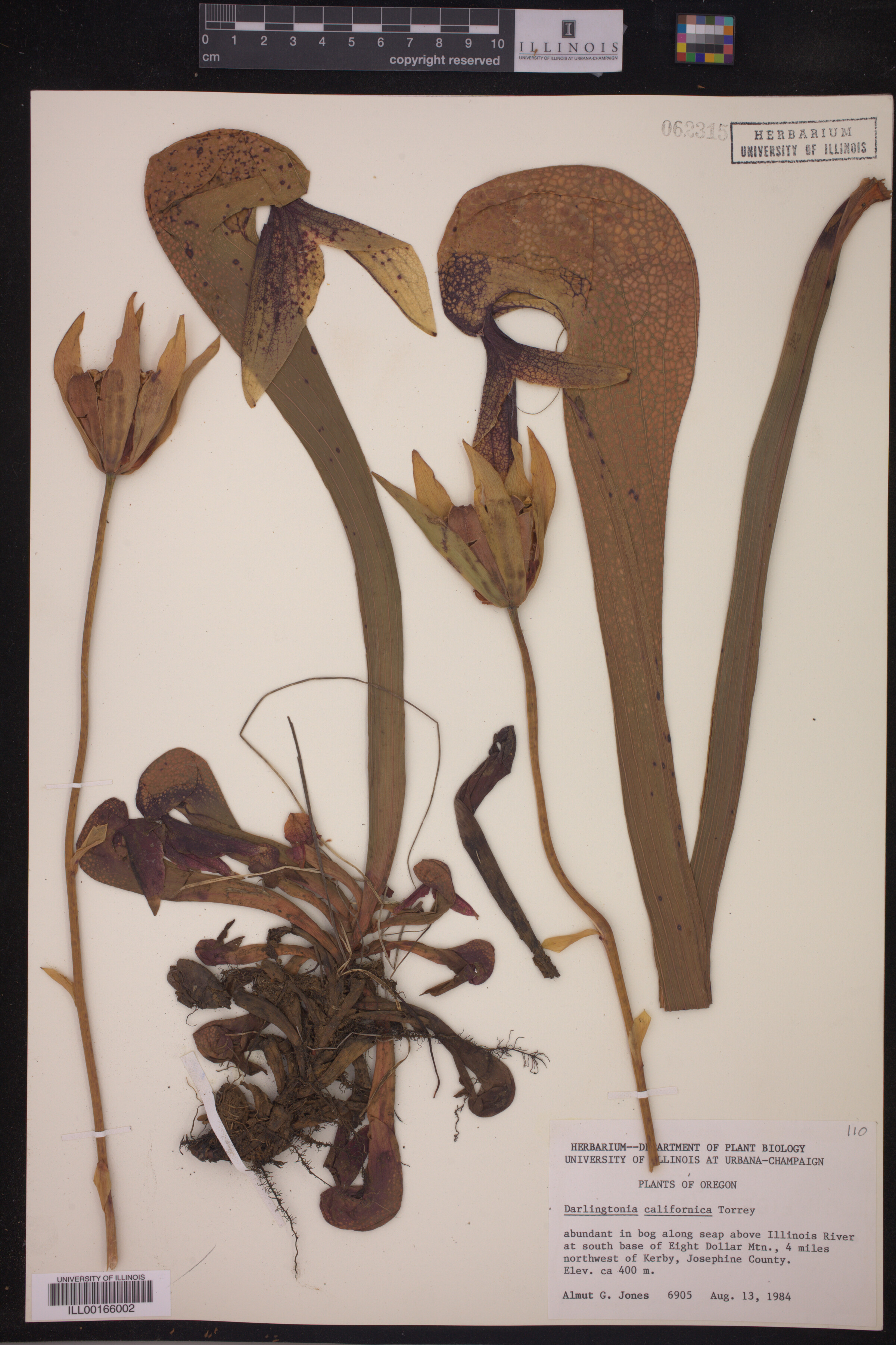 Colubridae image