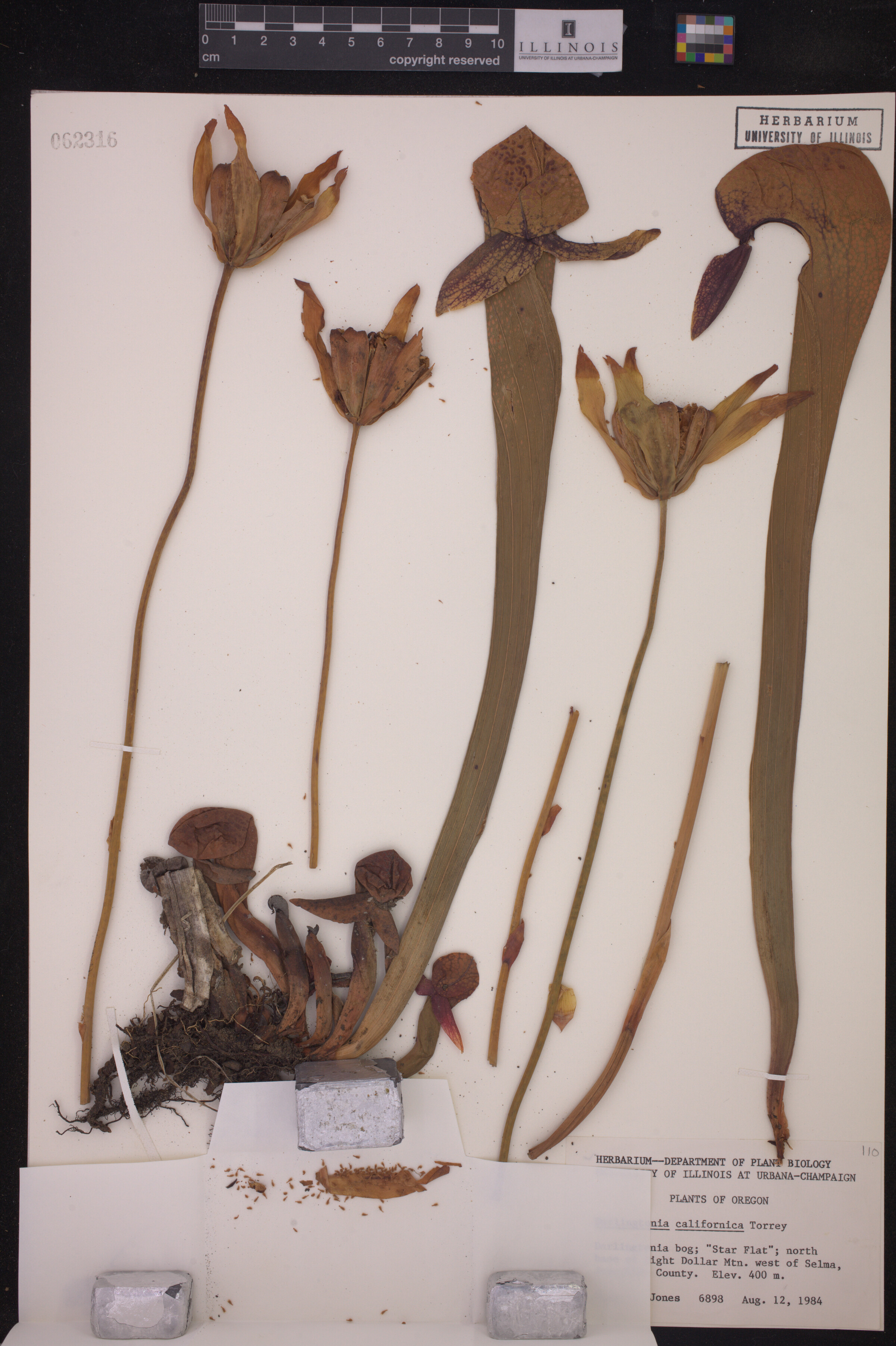 Darlingtonia image