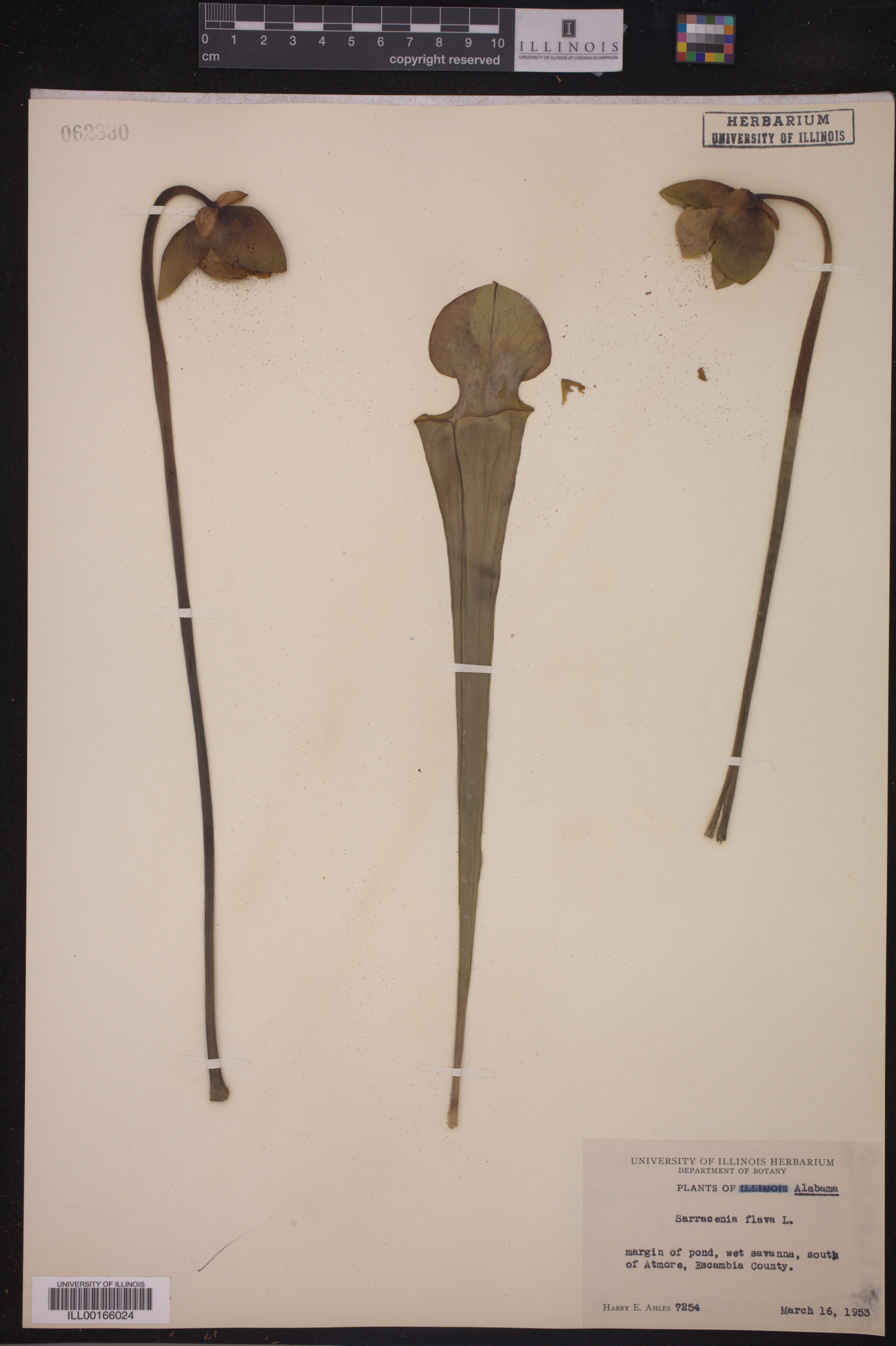 Sarracenia flava image