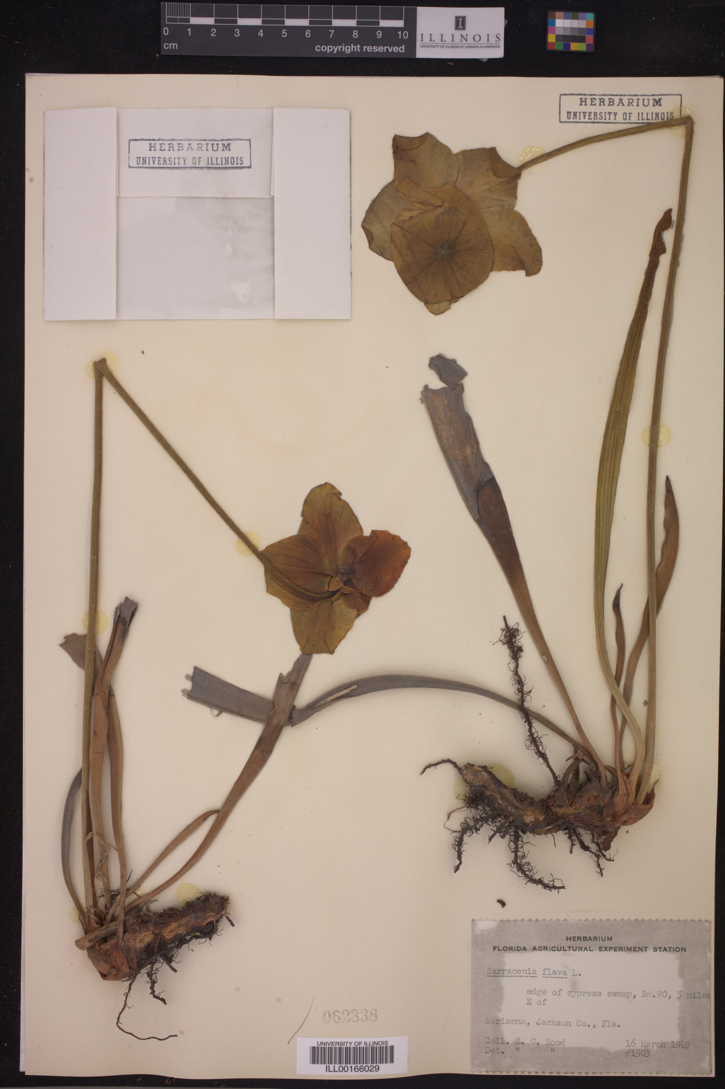 Sarracenia flava image