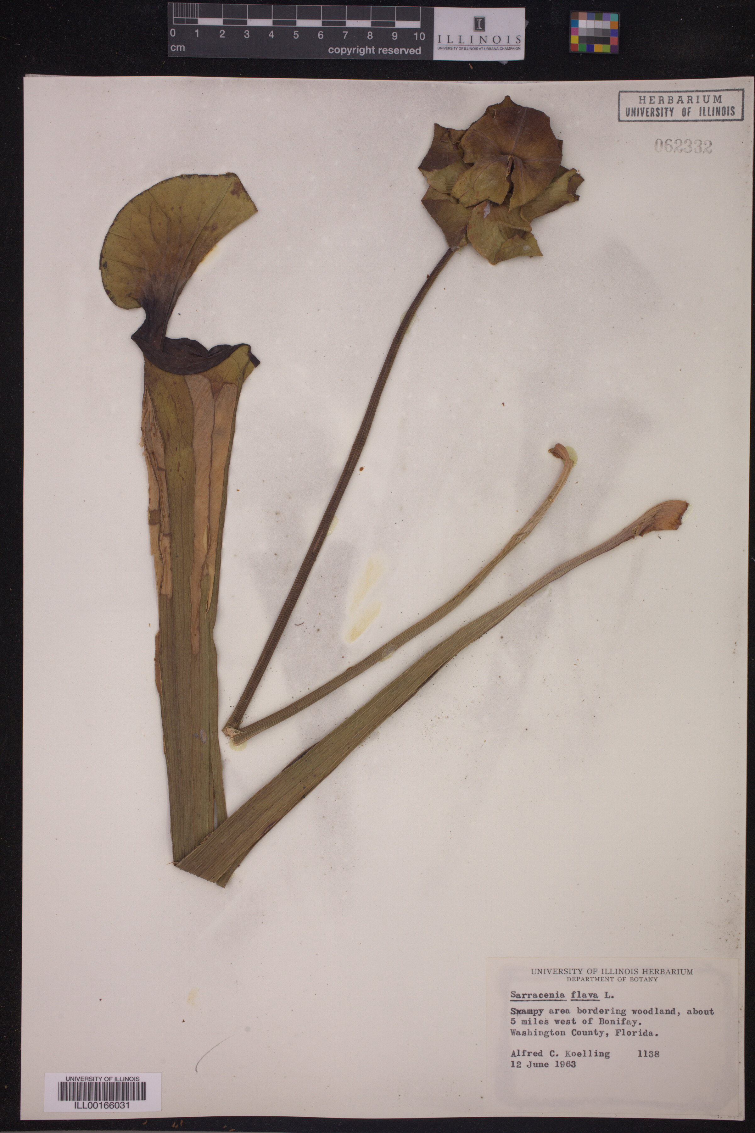 Sarracenia flava image