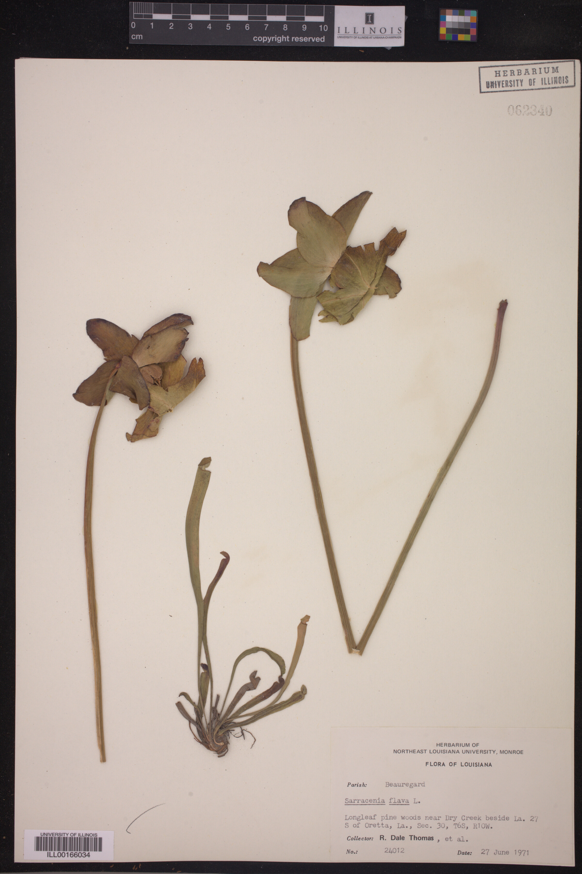 Sarracenia flava image