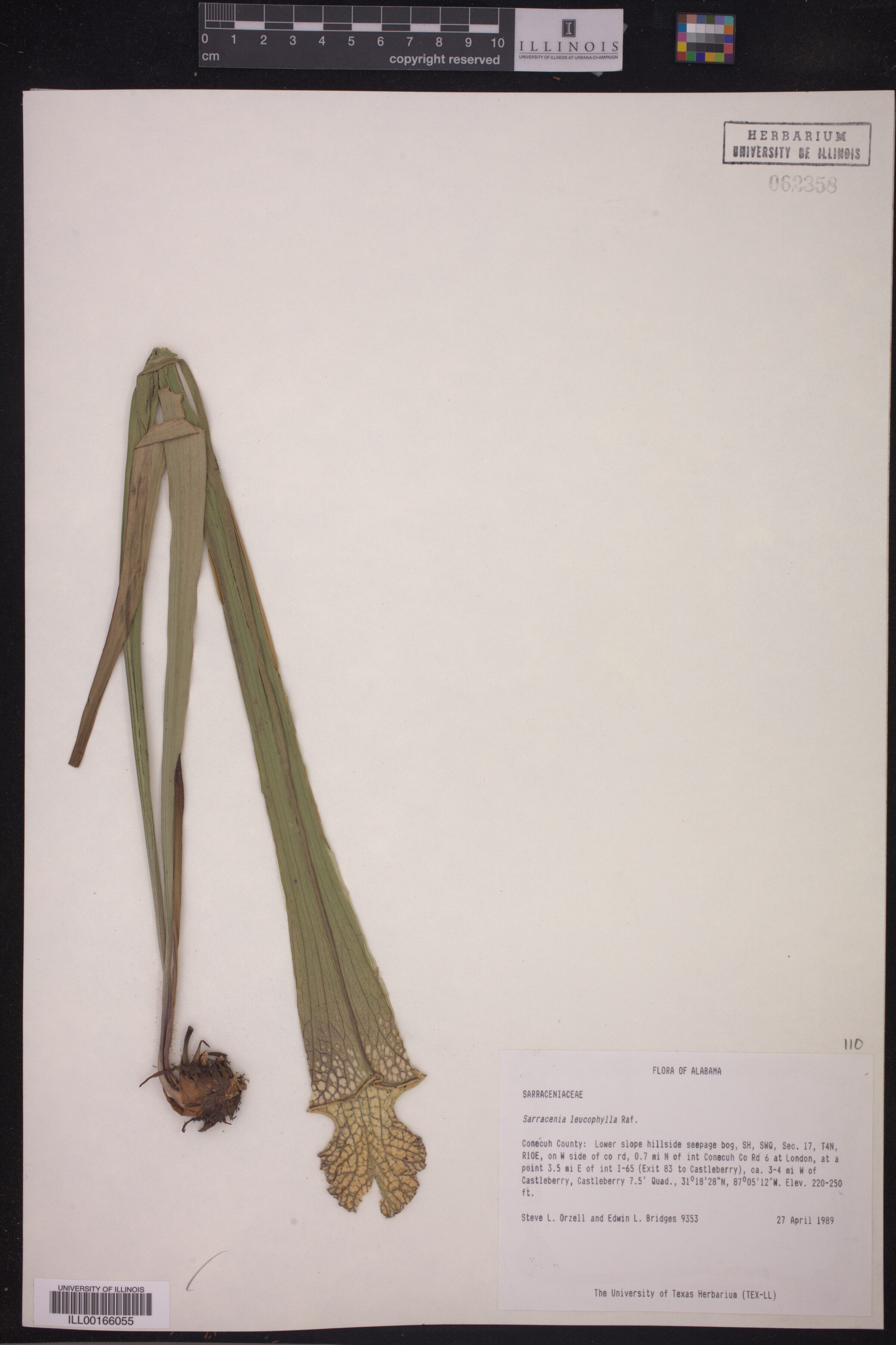 Sarracenia leucophylla image