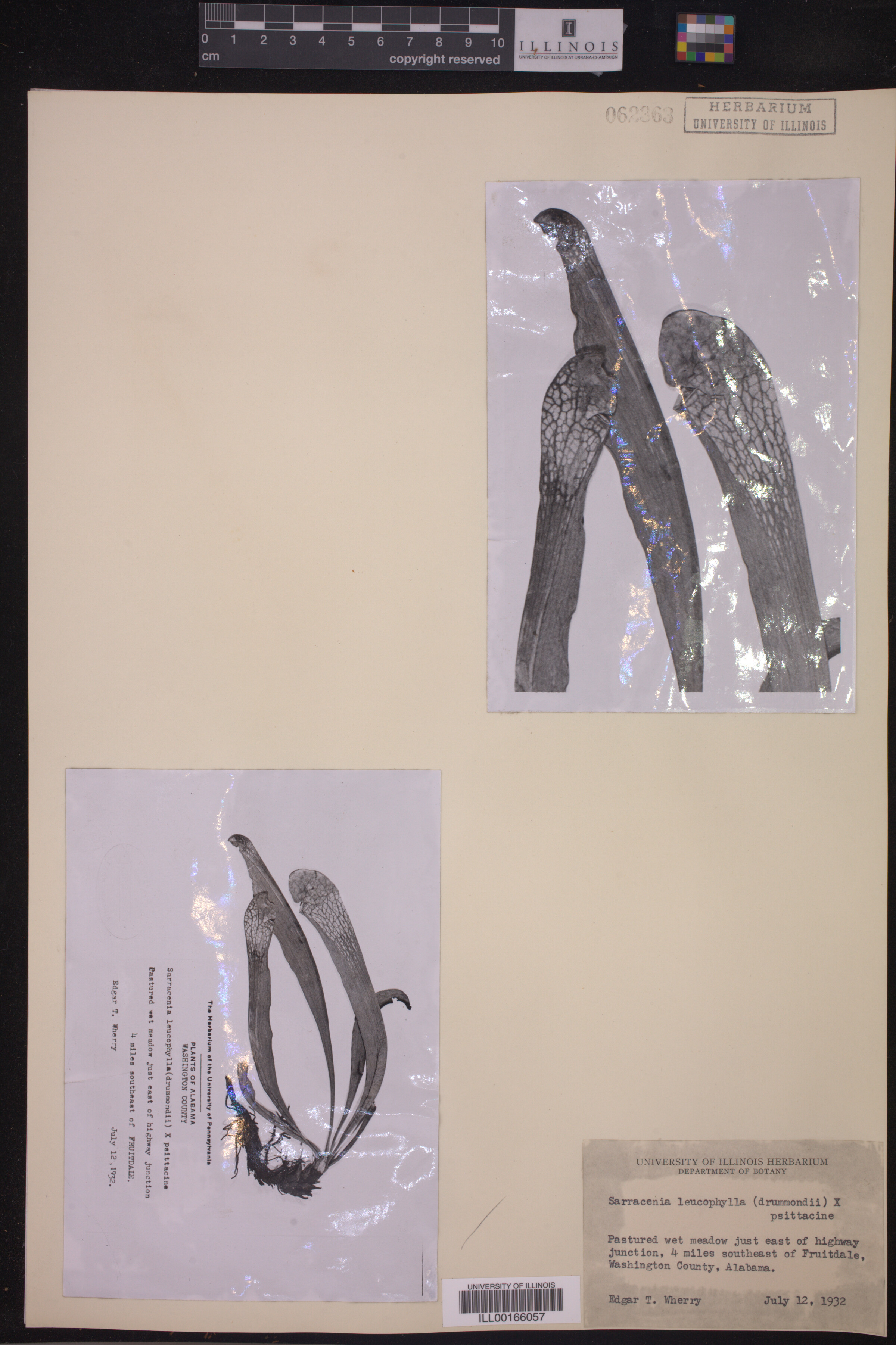 Sarracenia leucophylla image