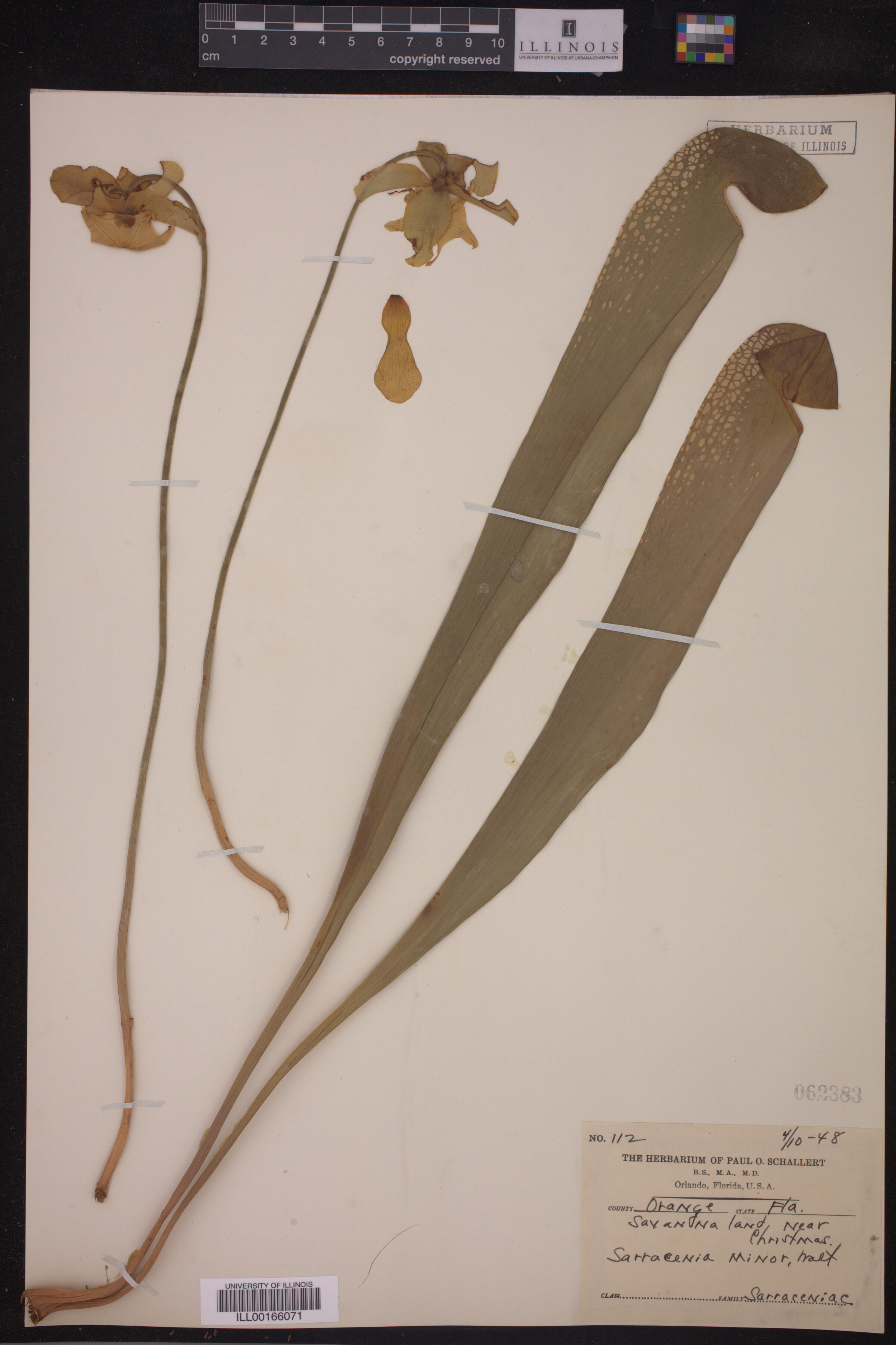 Sarracenia minor image