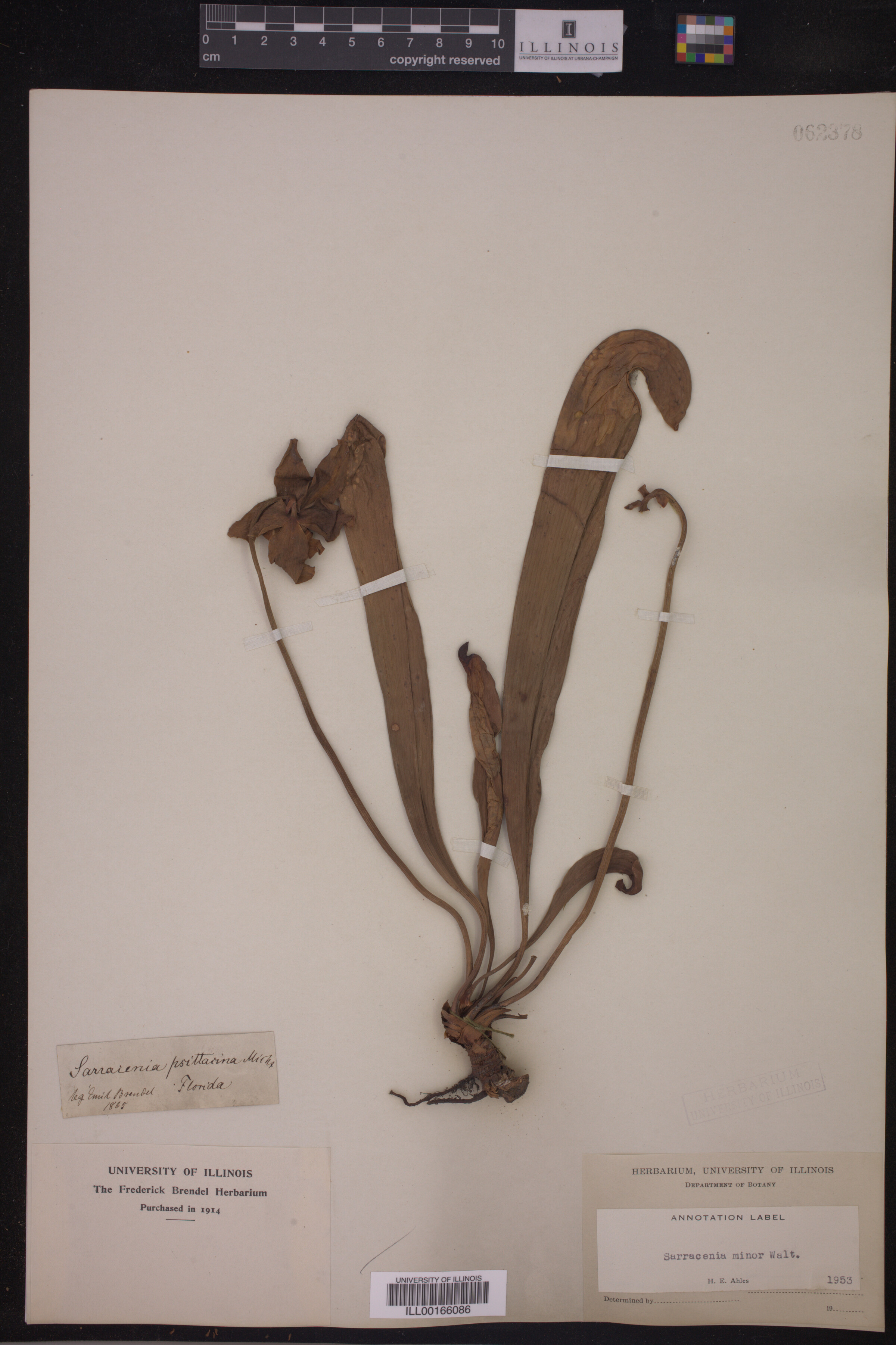 Sarracenia minor image