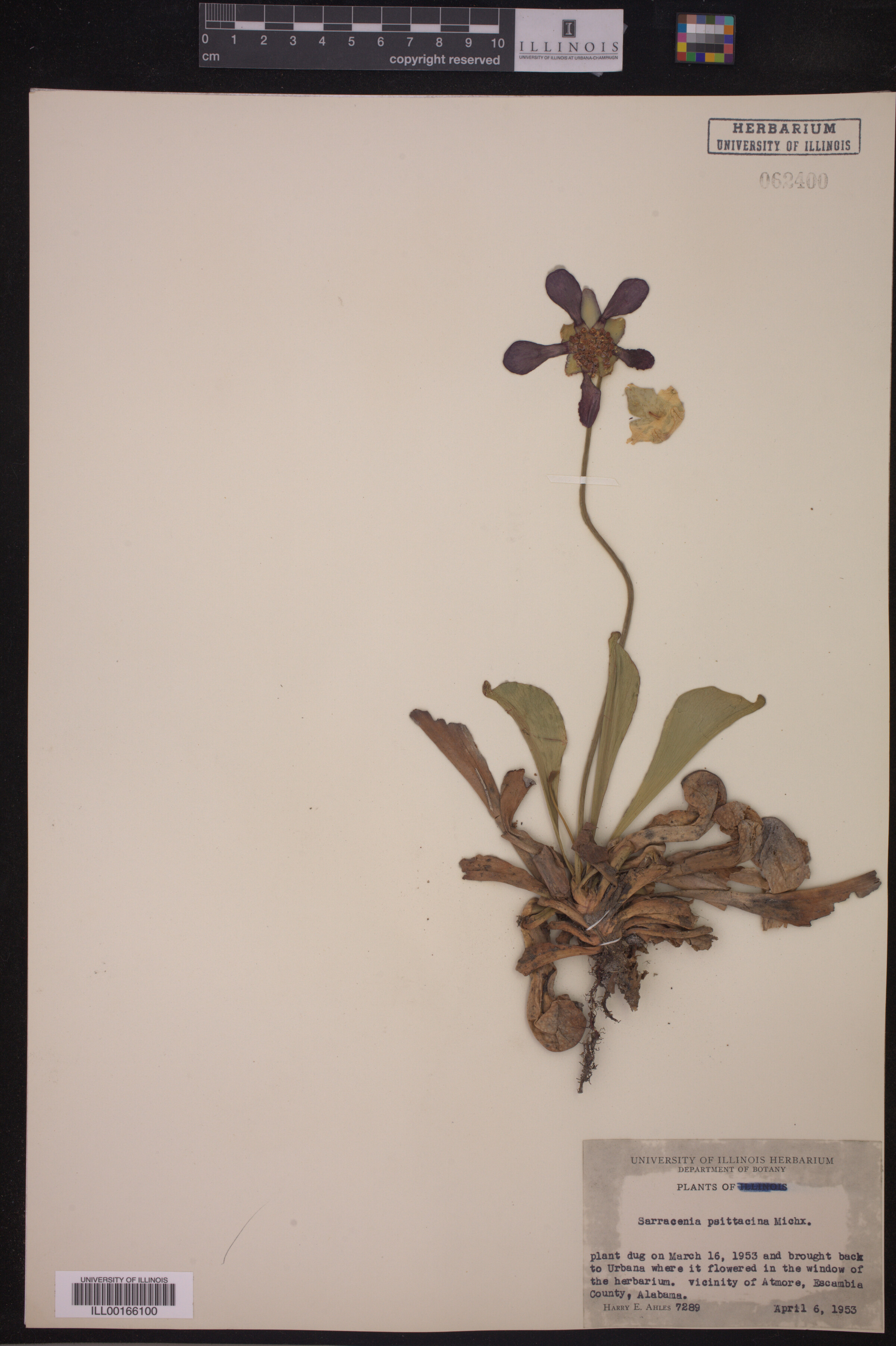 Sarracenia psittacina image