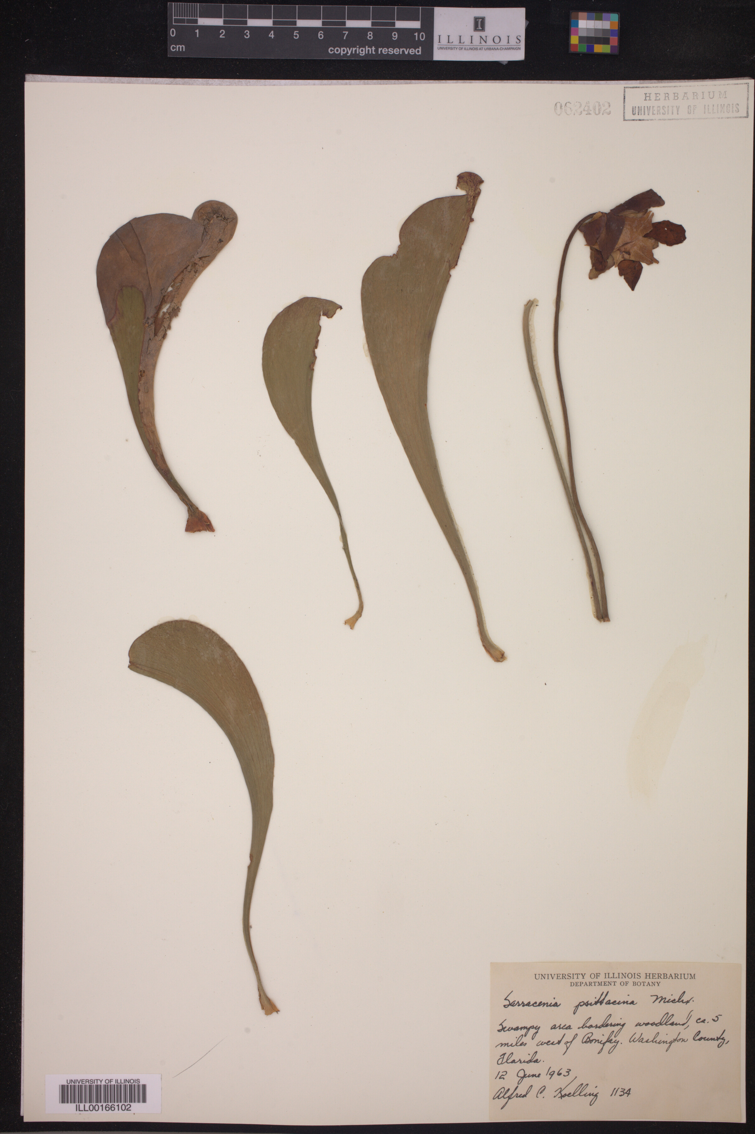 Sarracenia psittacina image