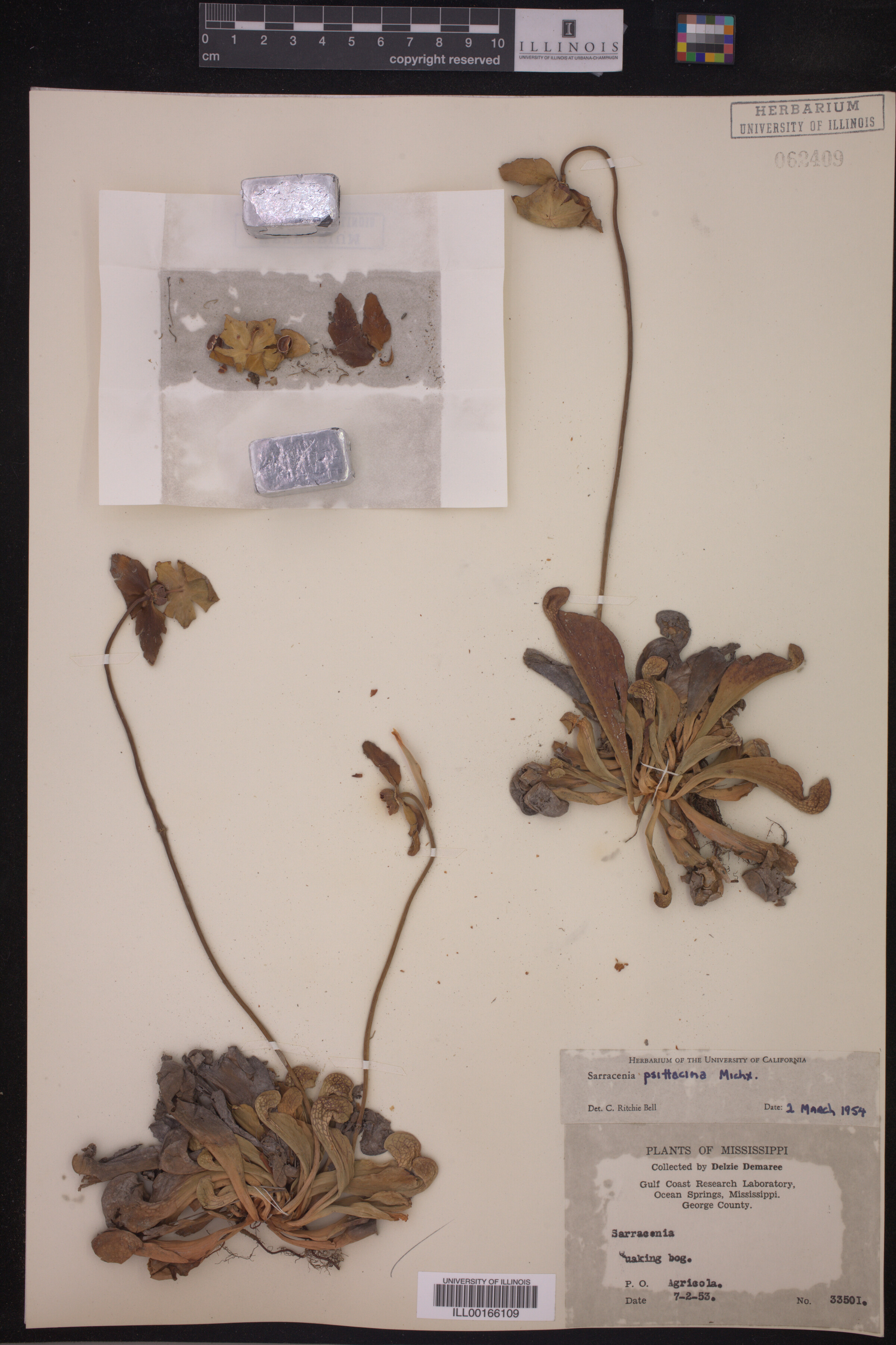 Sarracenia psittacina image