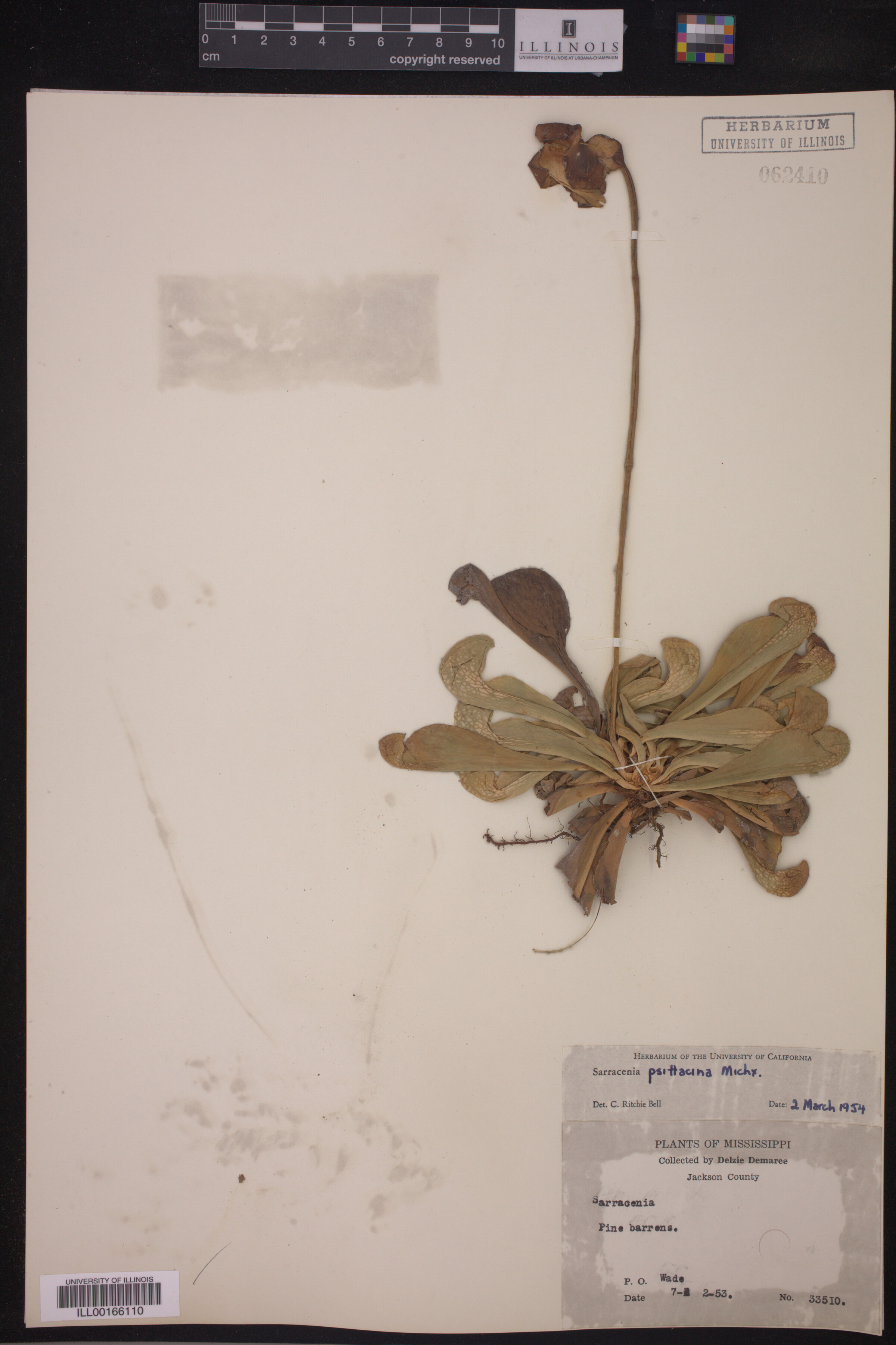 Sarracenia psittacina image