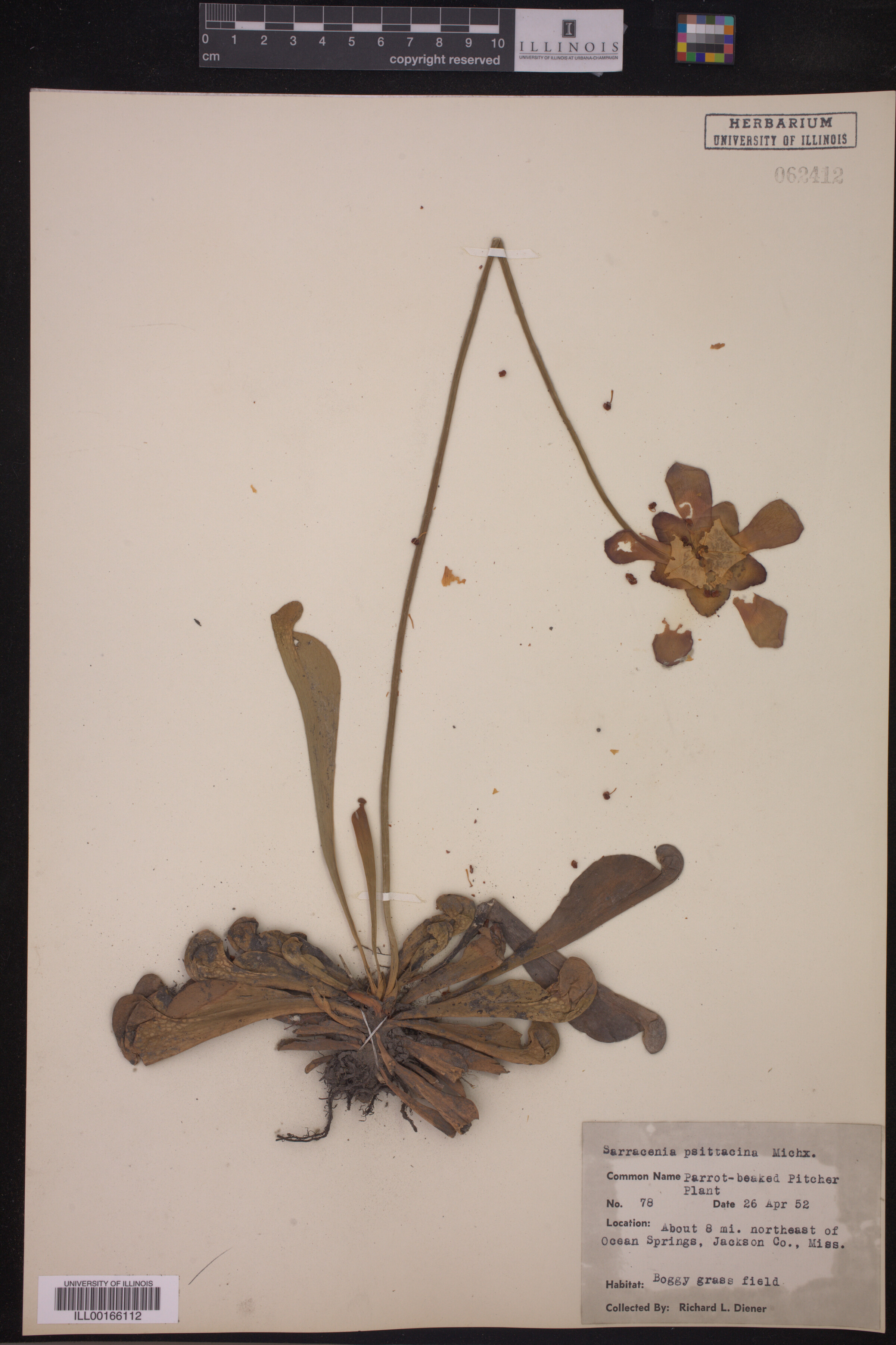 Sarracenia psittacina image