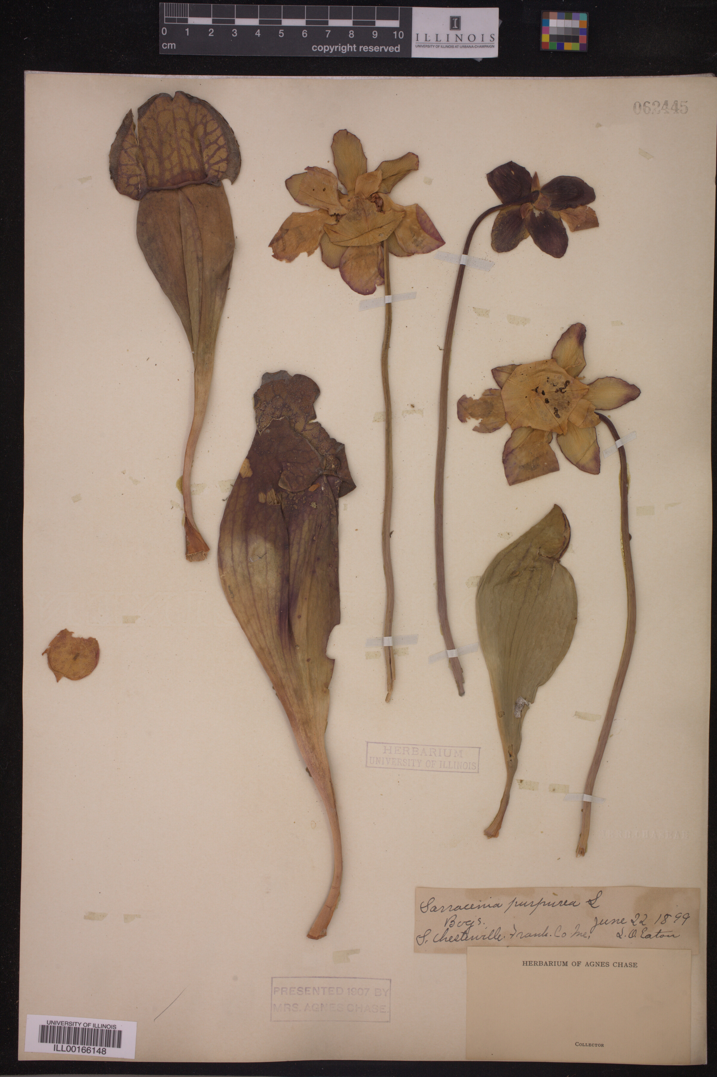 Sarraceniaceae image