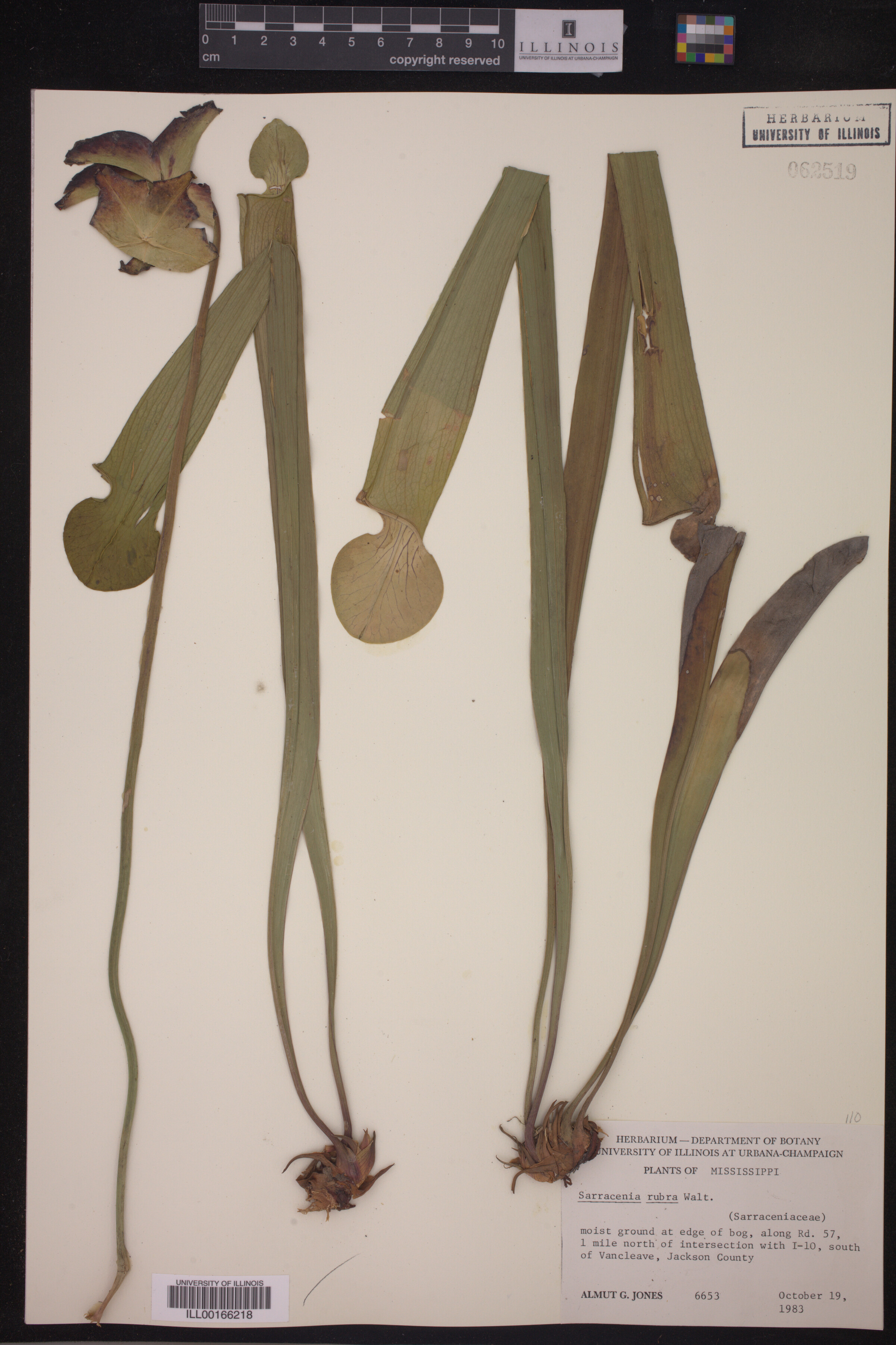 Sarracenia rubra image