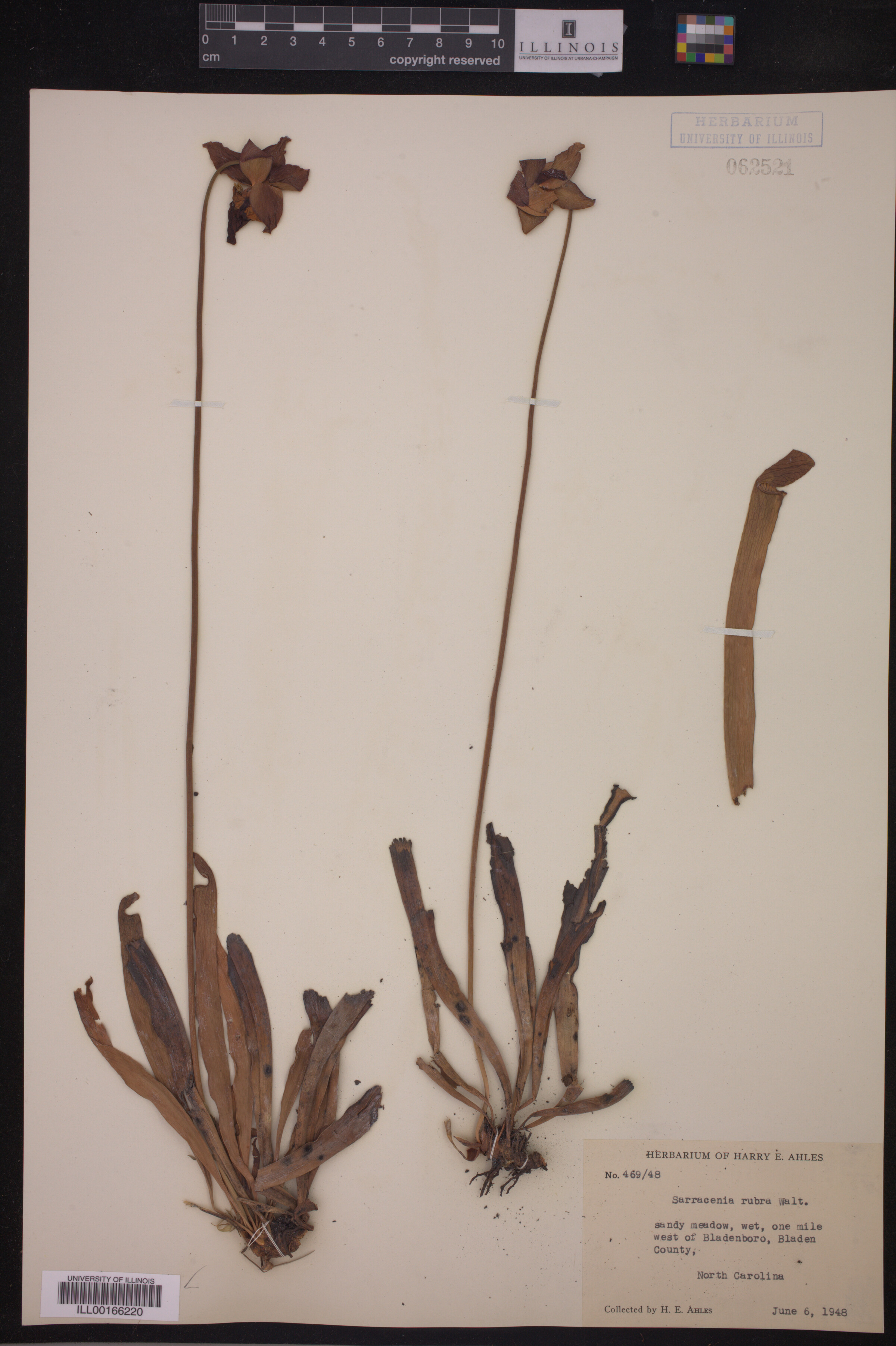 Sarracenia rubra image
