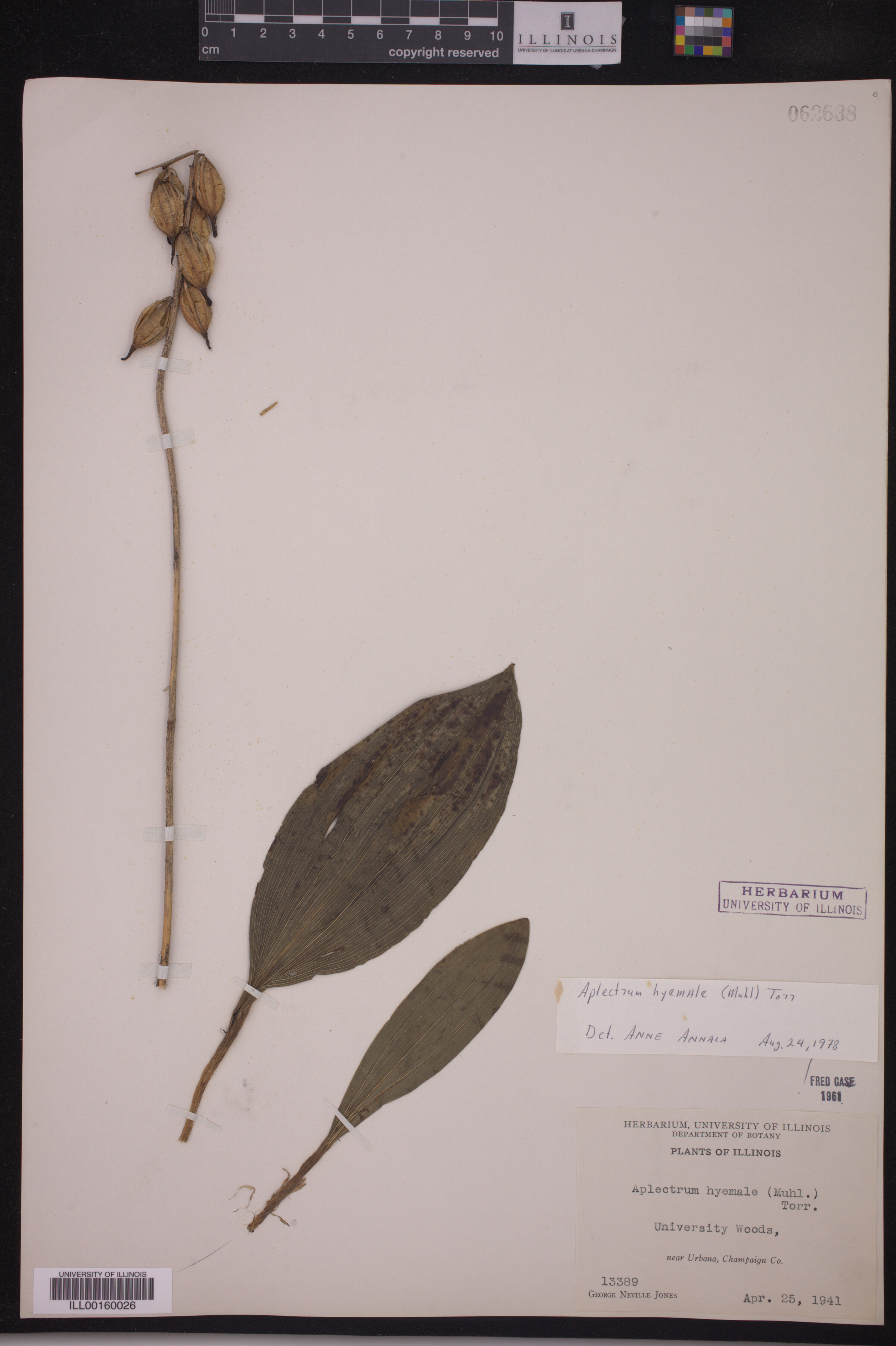 Aplectrum hyemale image