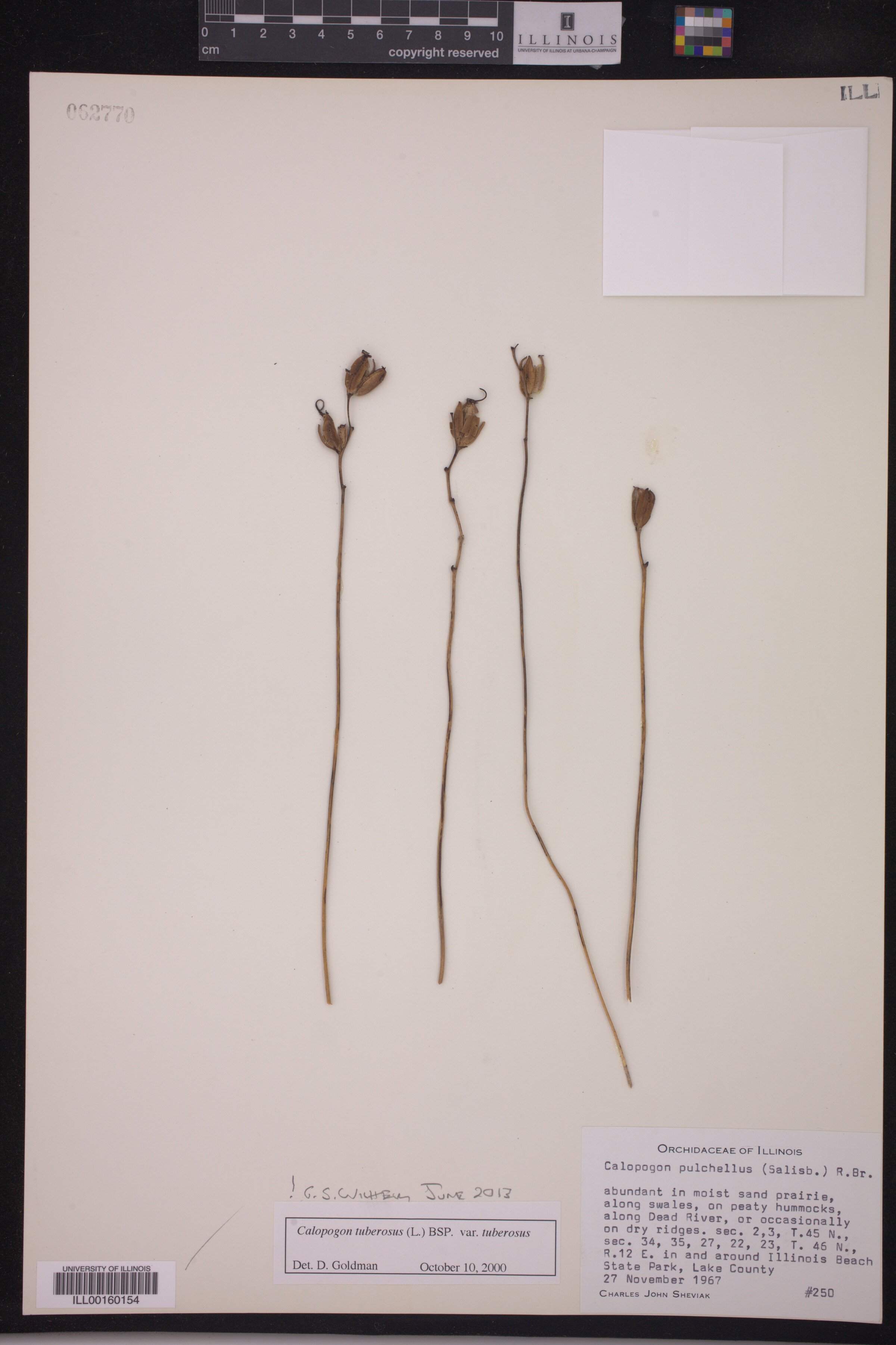 Calopogon tuberosus var. tuberosus image